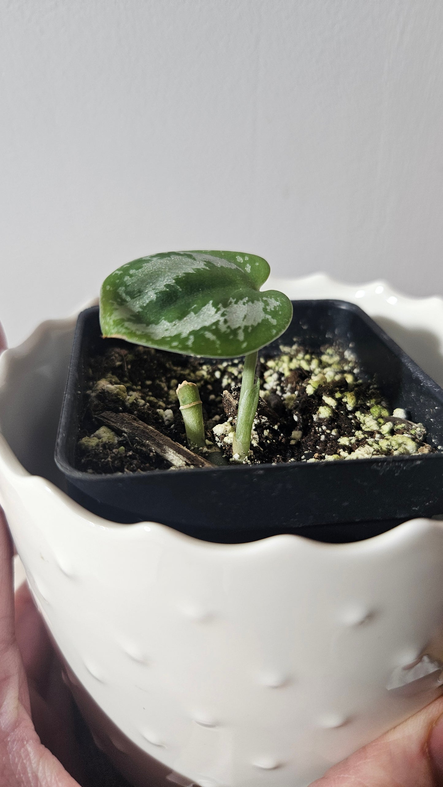 Scindapsus Exotica Tricolore (SCI-928)