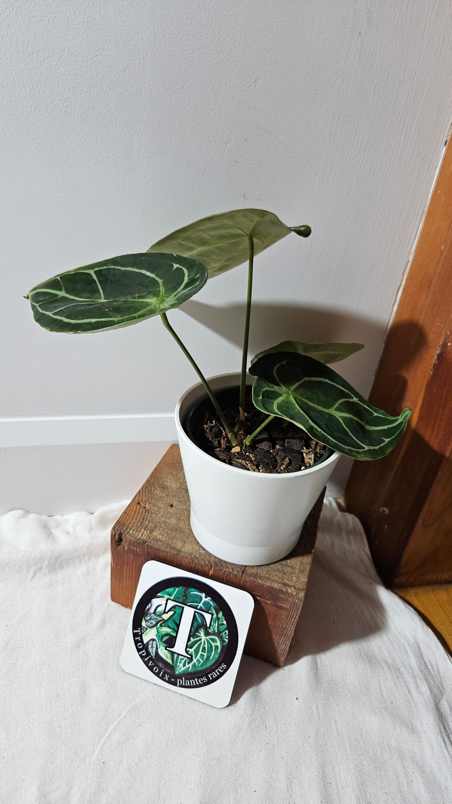 Anthurium Forgetti Dark "LARGE format" (ANT-122)