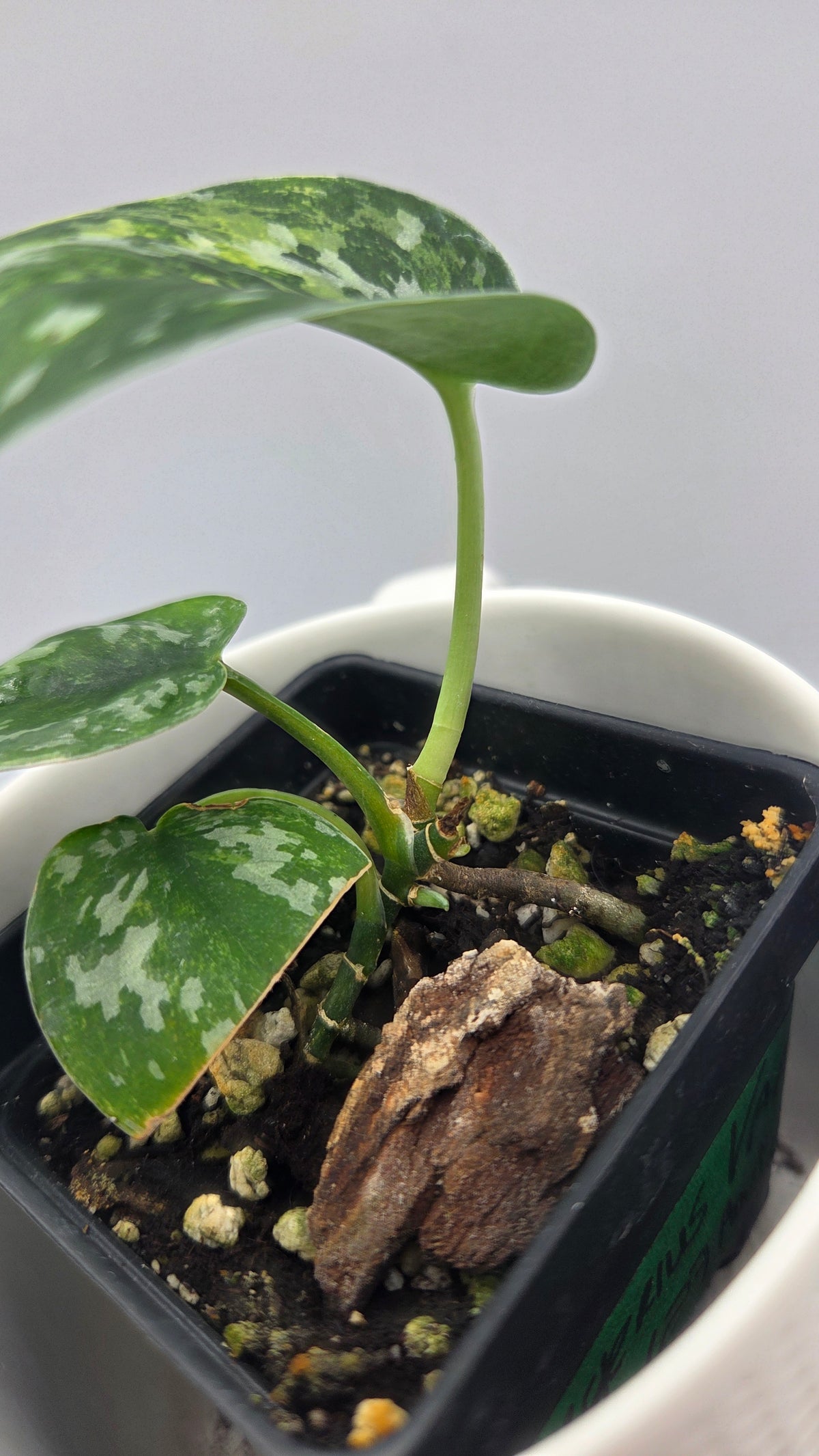 Scindapsus Argyraeus Variegata (SCI-1536)