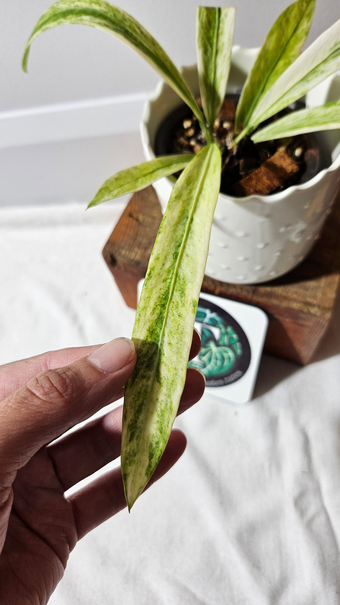 Anthurium Vittarifolium Variegata "format PETIT" (ANT-557)