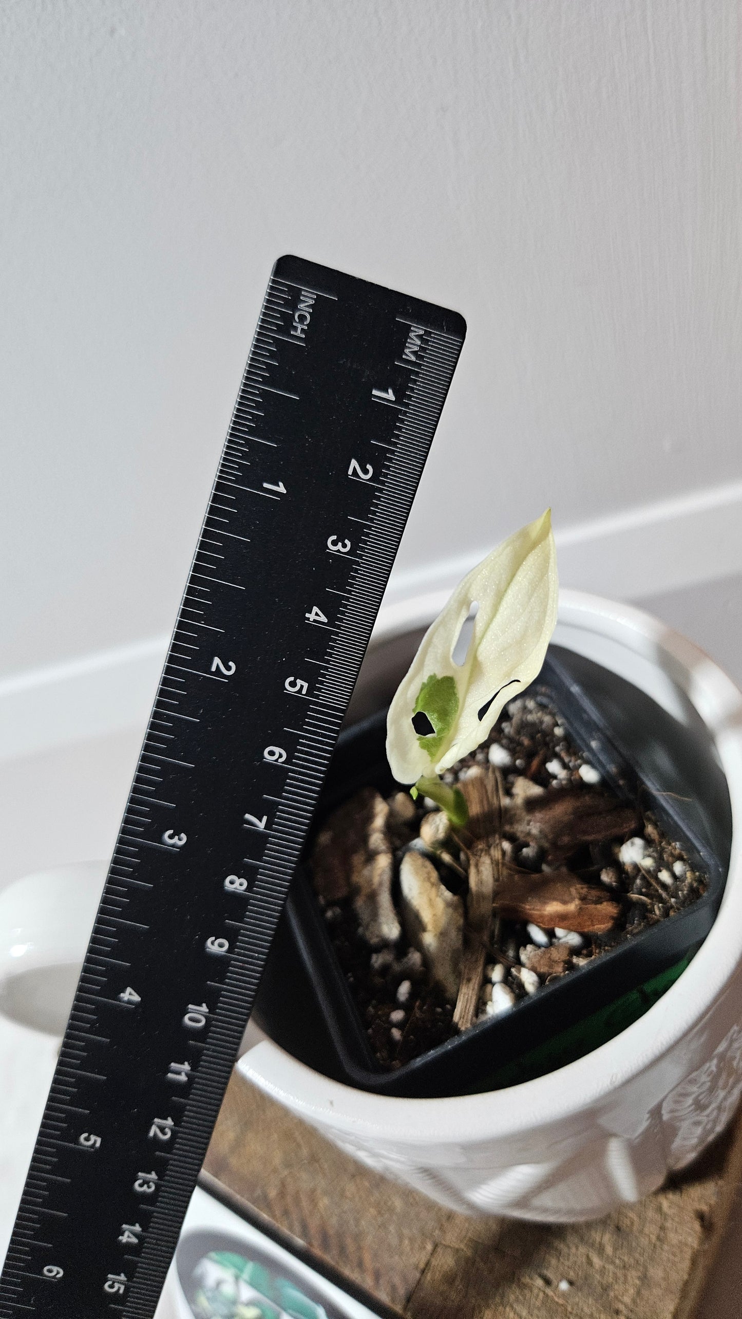 Monstera Andasonii Archipelago Ghost (MON-471)