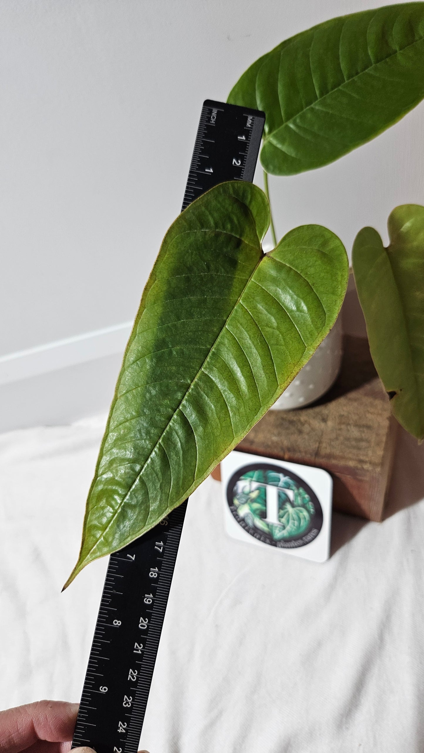 Anthurium Tremulum "format MOYEN" (ANT-481)