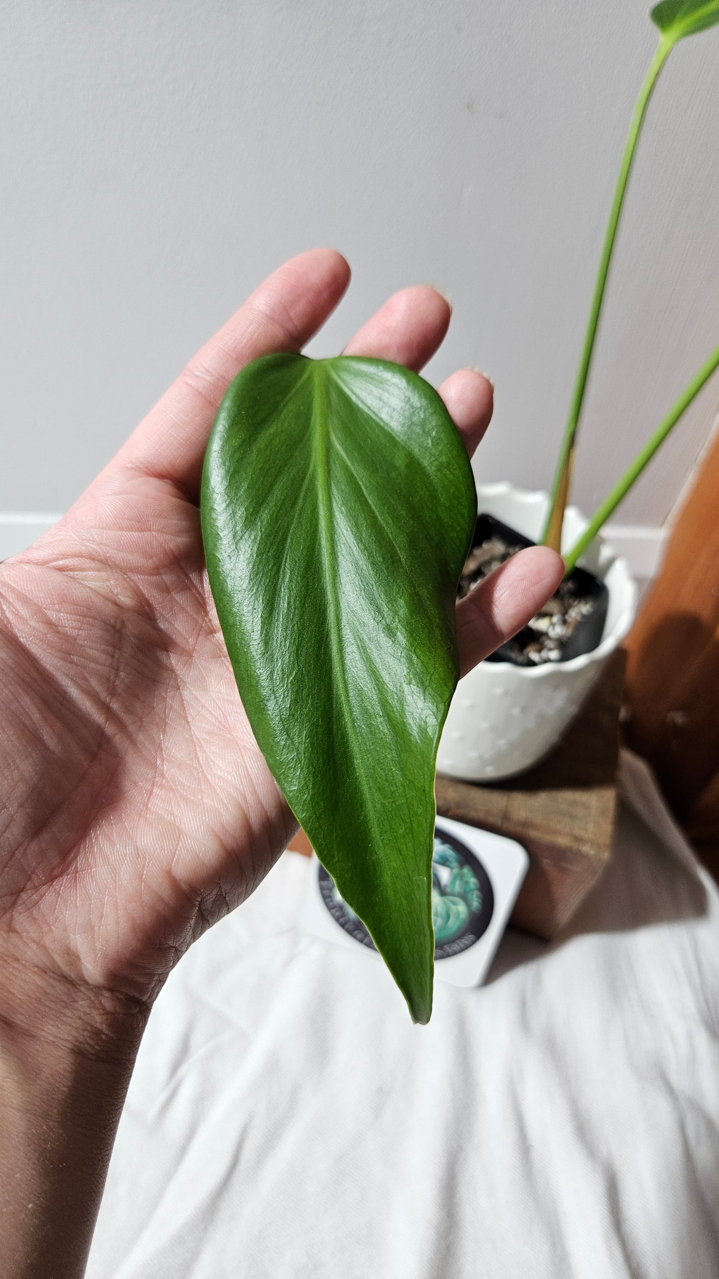 Monstera Burlemarx Flame/Dilacerata (MON-460)