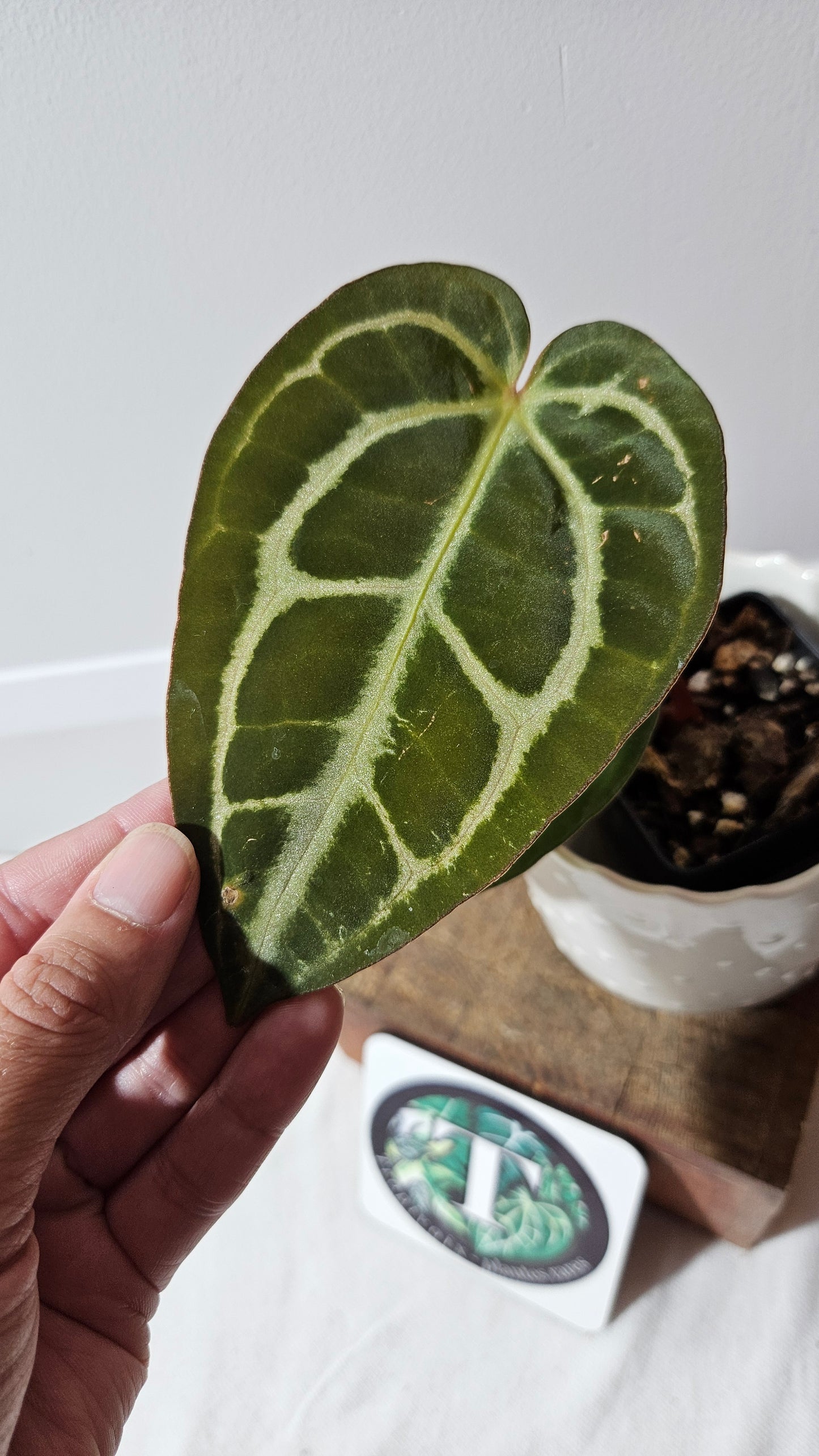 Anthurium Carlablackiae (d'équateur) "format MOYEN" (ANT-406)
