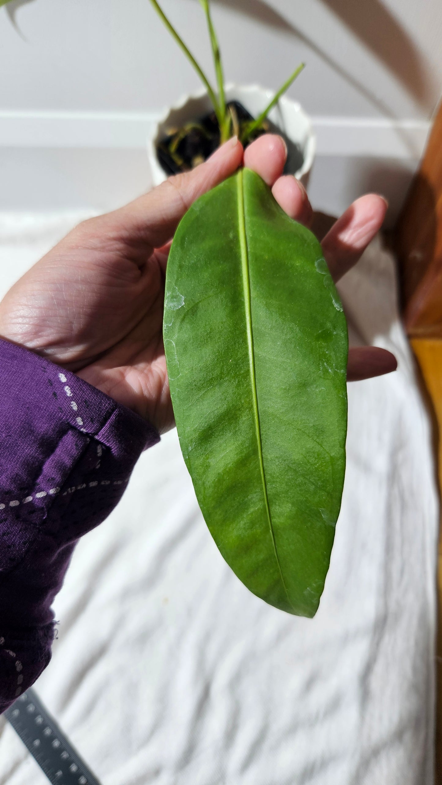 Anthurium SP Morona "format MOYEN" (ANT-233)
