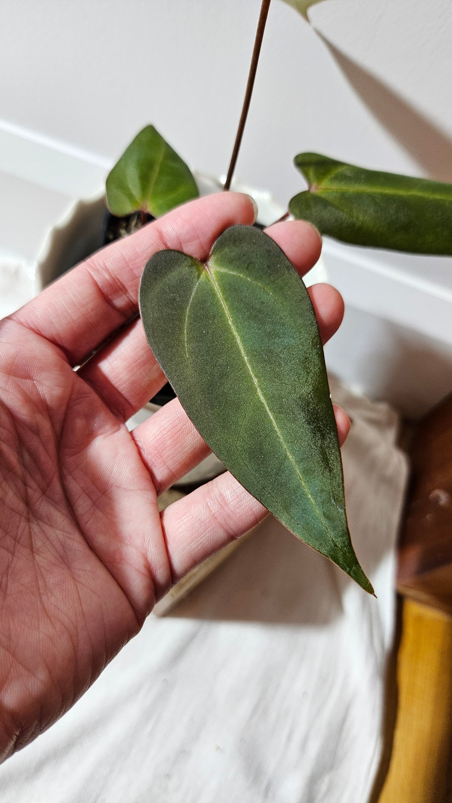 Anthurium Carlablackiae (Indo) X Papillilaminum "format MOYEN" (ANT-472)
