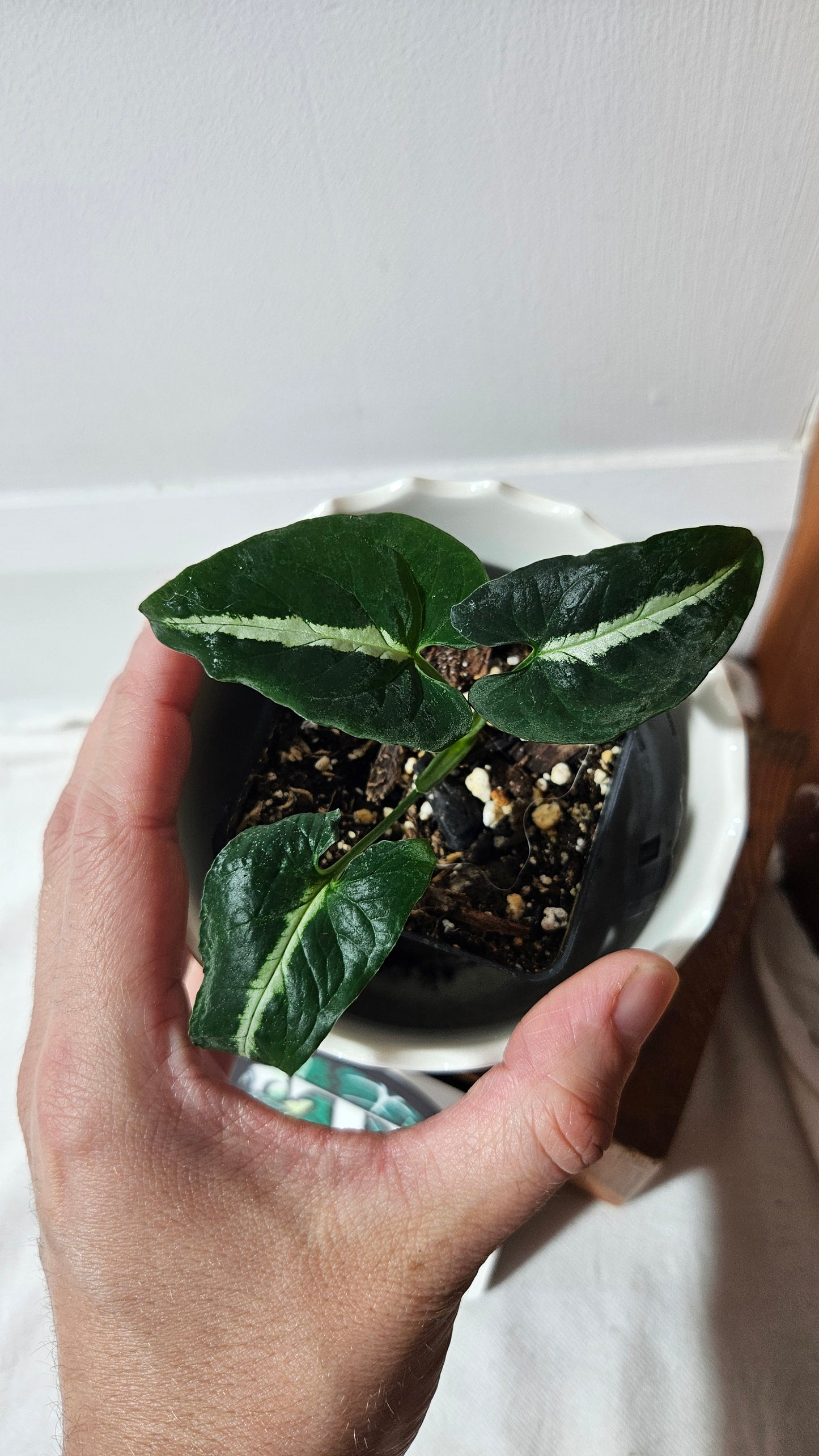 Syngonium Wendlandii (SYN-443)