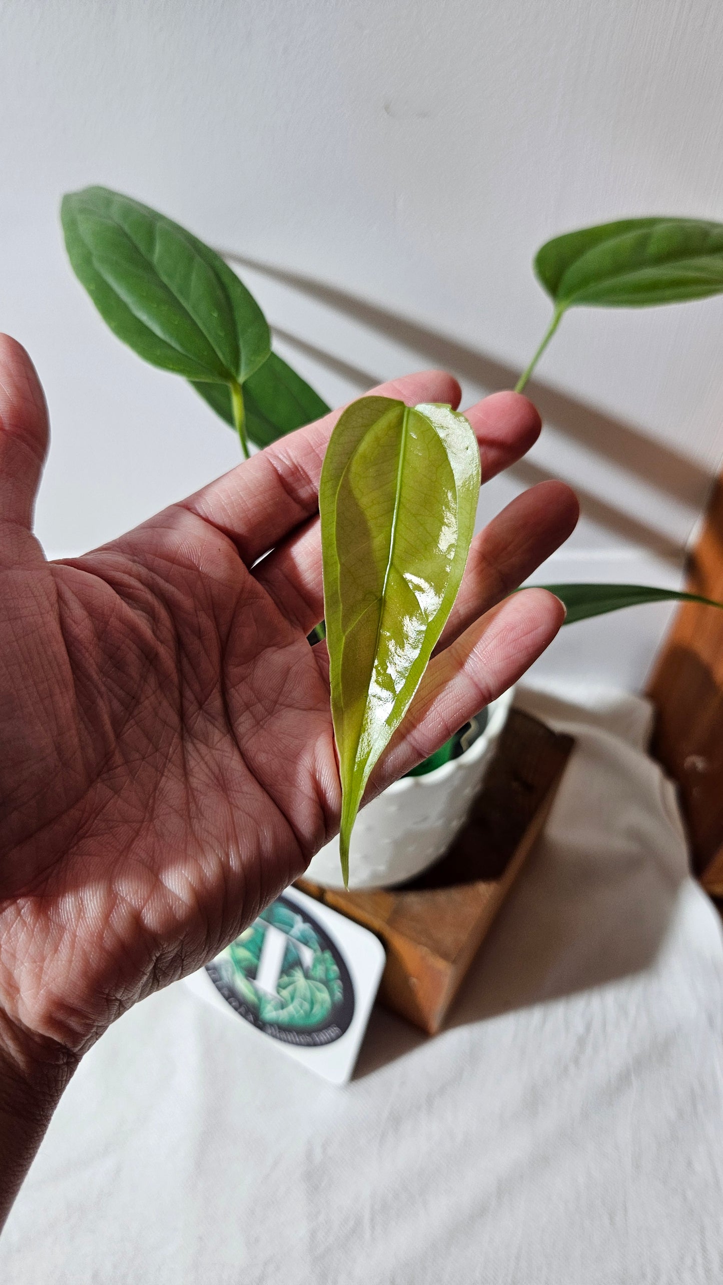 Anthurium Warocqueanum X Esmeraldas "format MOYEN"(ANT-428)