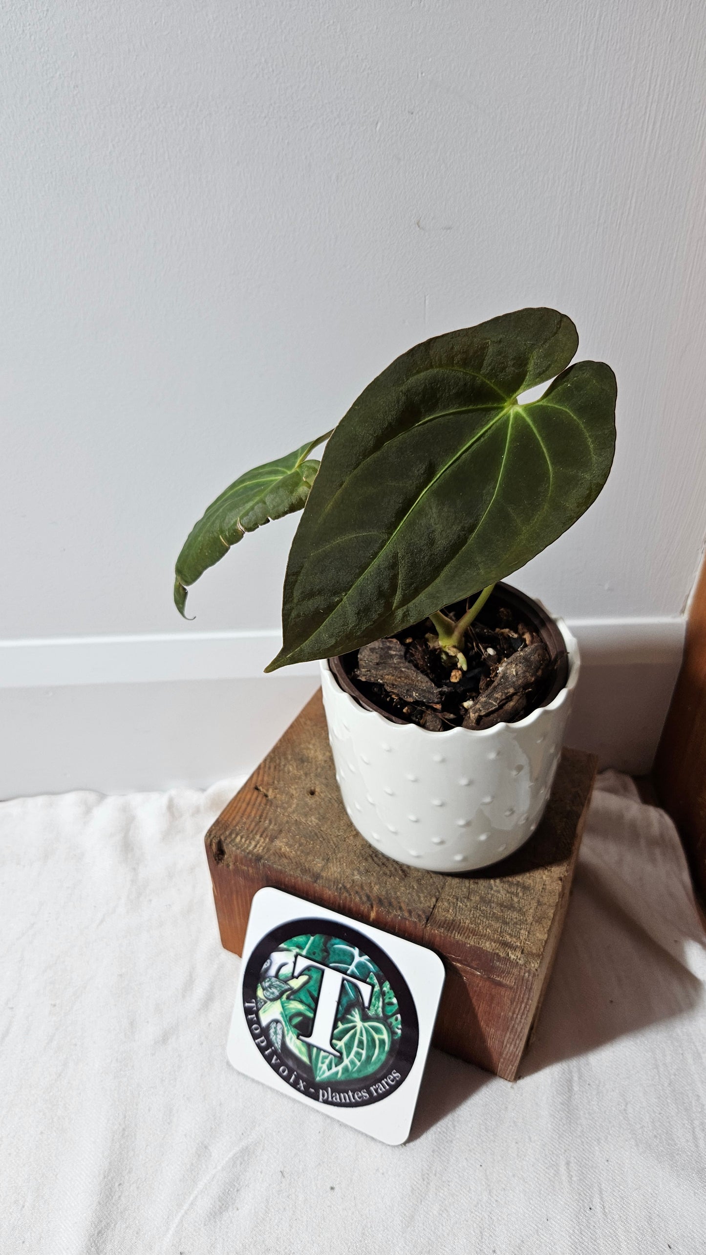 Anthurium Dark Phoenix X Panama "format MOYEN" (ANT-492)