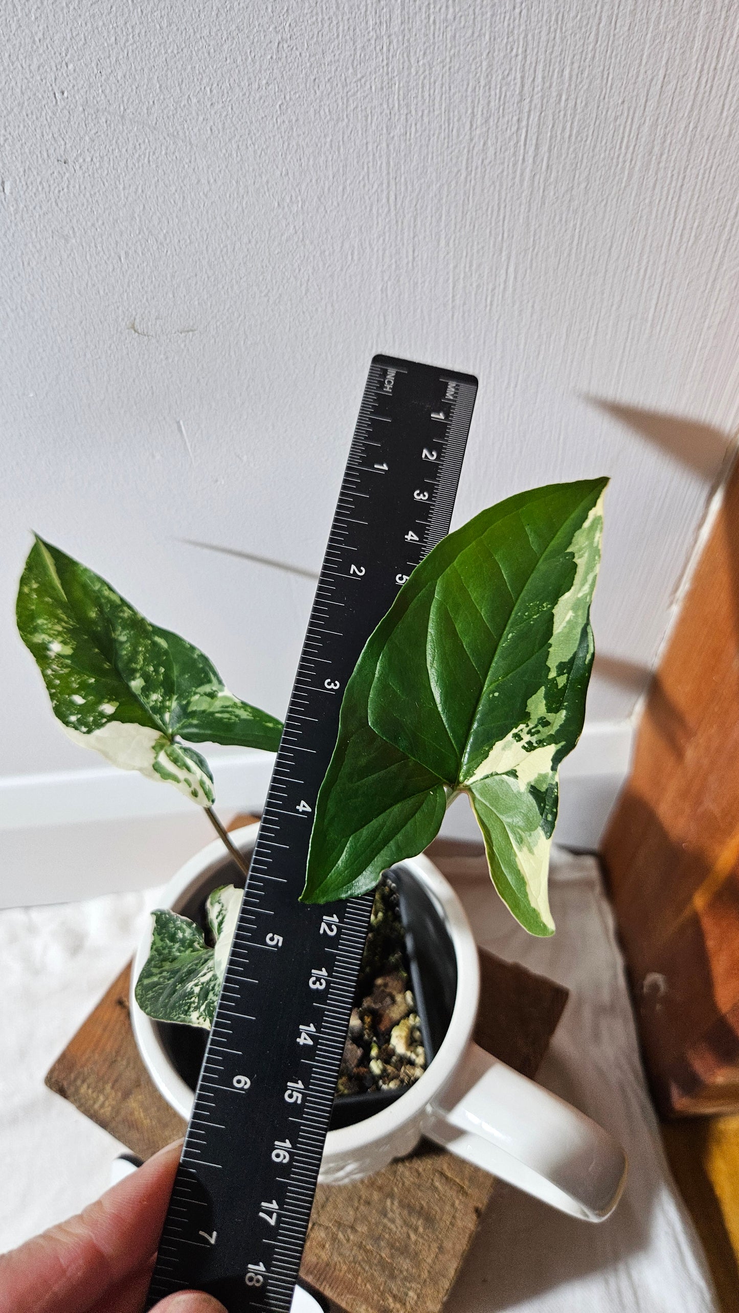 Syngonium Albo (SYN-471)