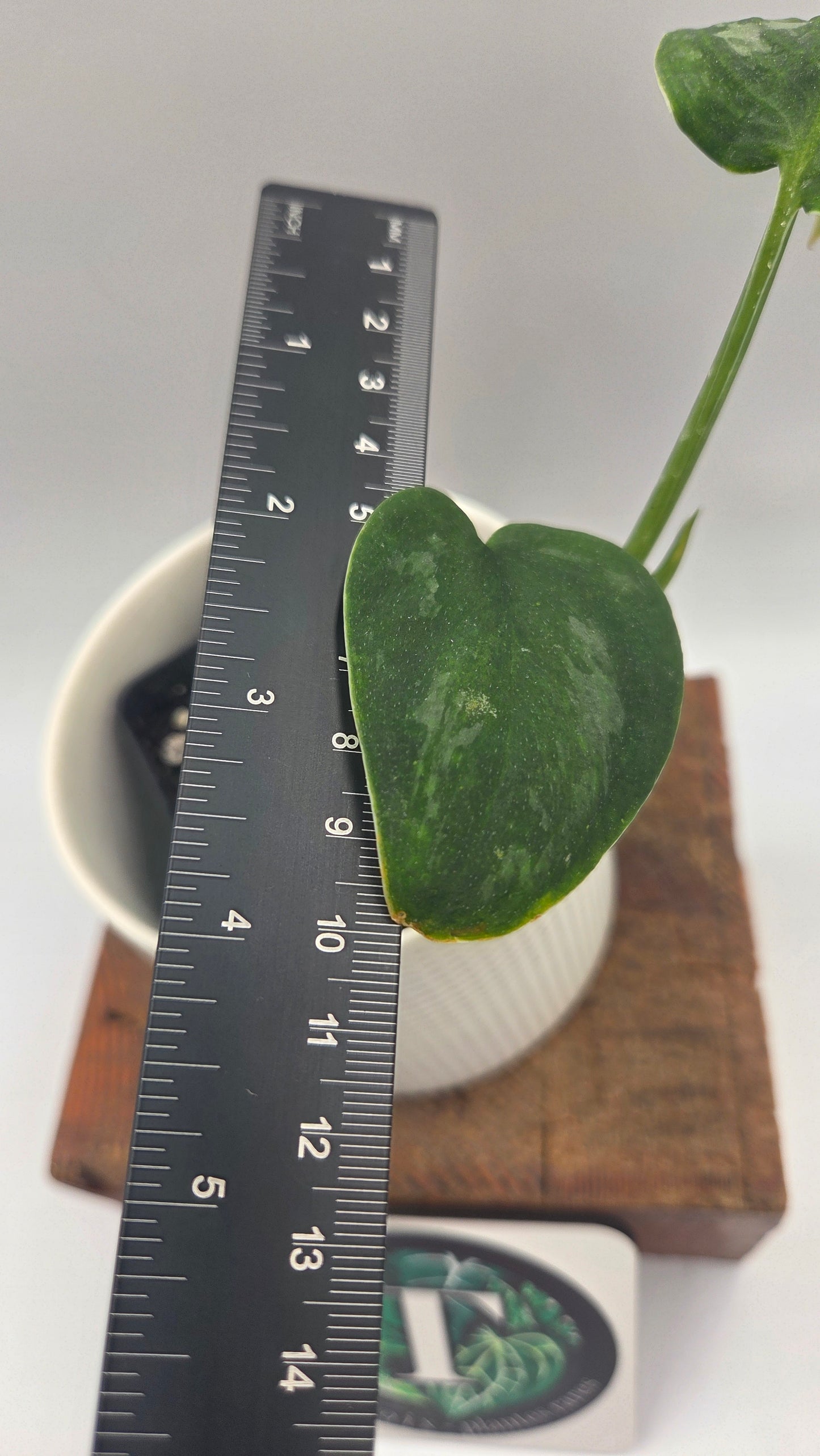 Scindapsus Green Emerald (SCI-1477)