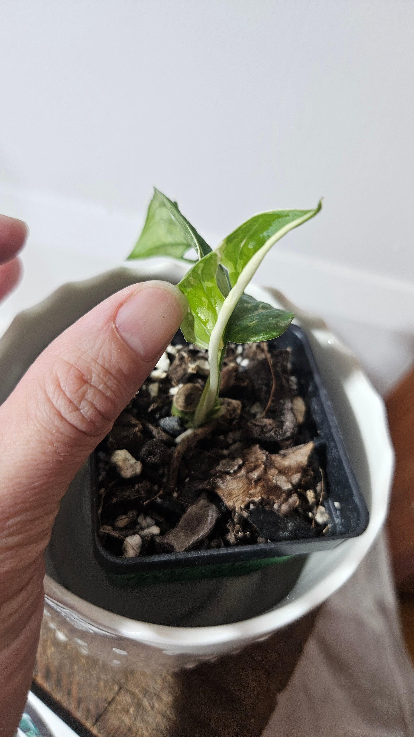 Monstera Andasonii Albo (MON-361)