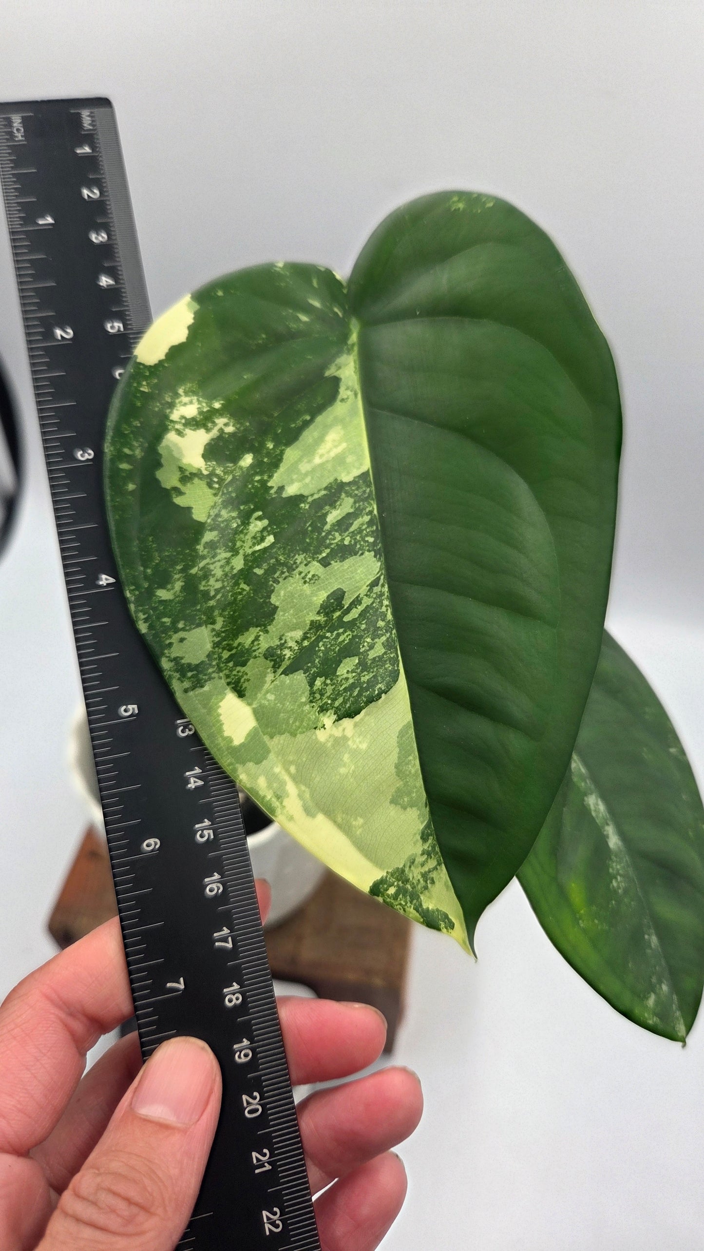 Syngonium Chiapense Albo (SYN-465)