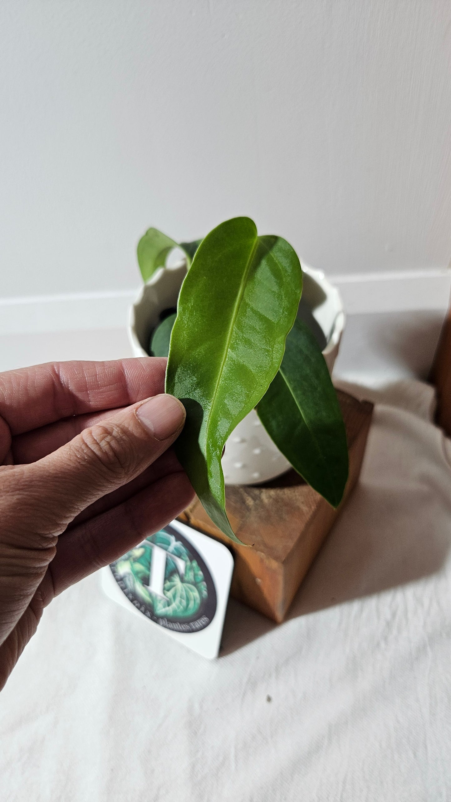 Anthurium Villenaorum X Morona "format MOYEN"(ANT-432)