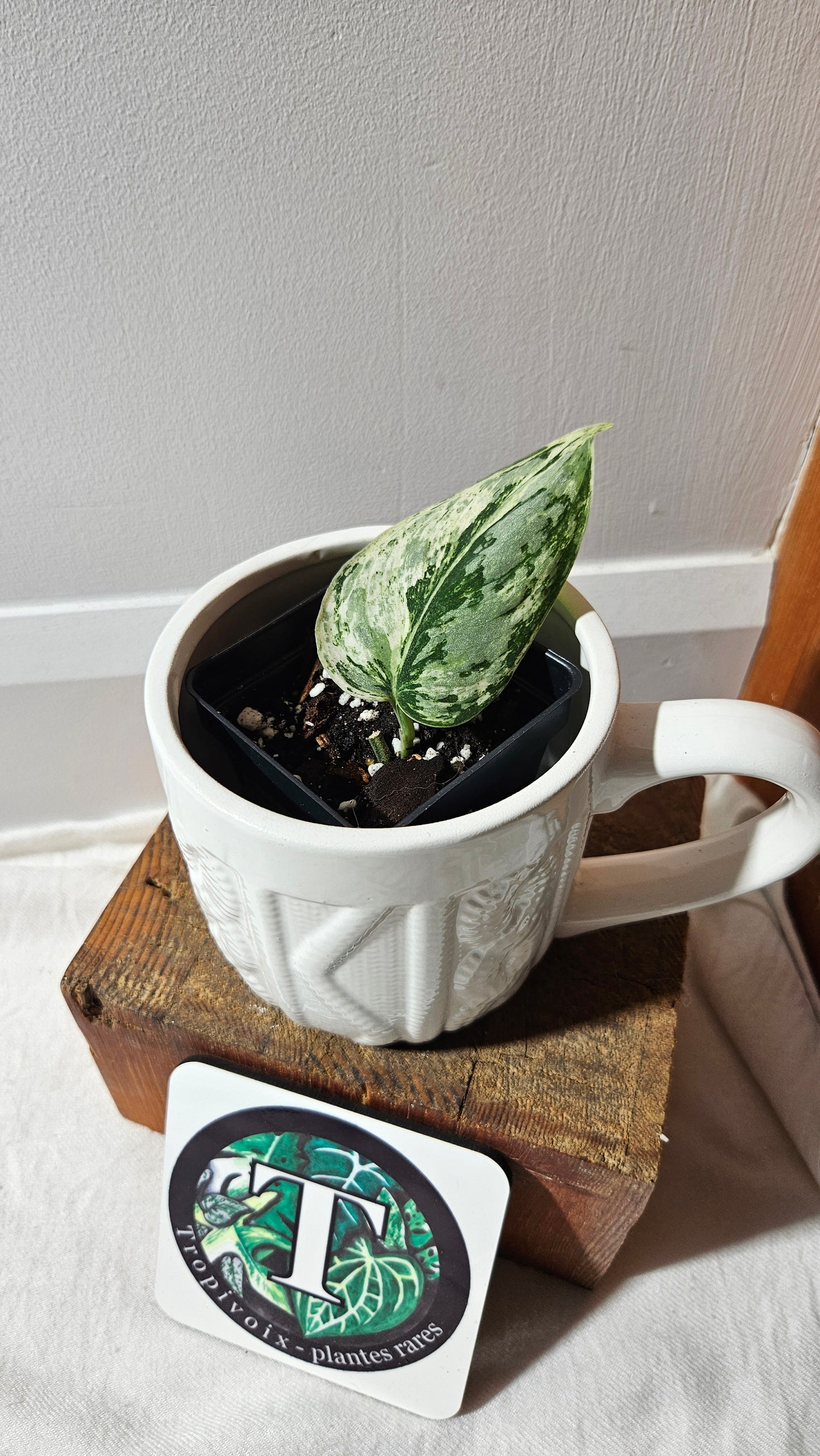 Scindapsus Peasun (SCI-1062)
