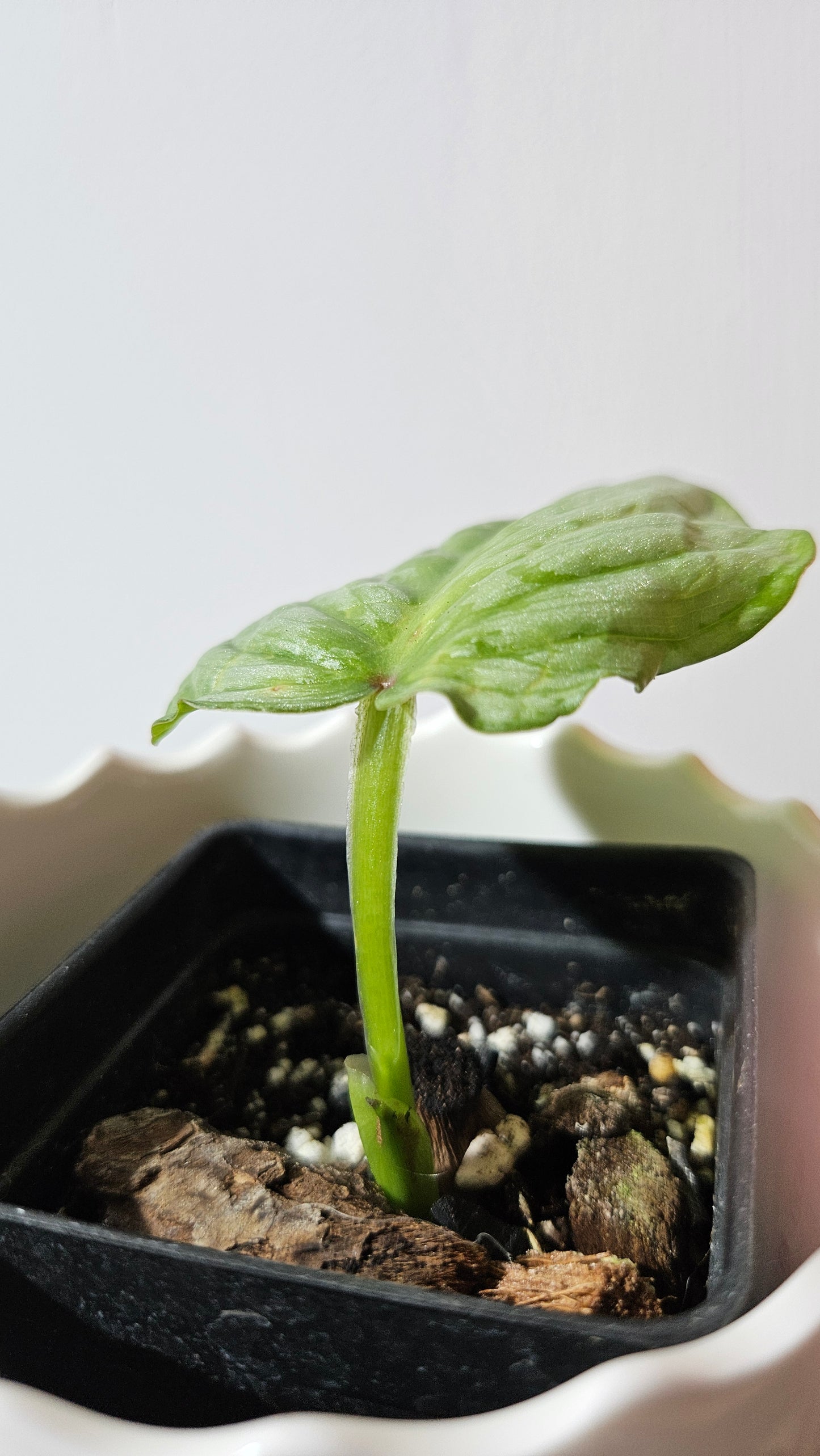 Philodendron Mamei White (PHI-841)