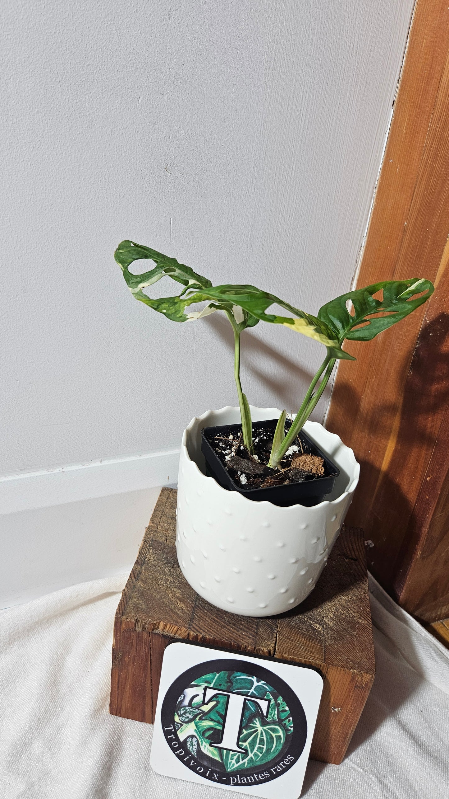 Monstera Andasonii Tricolor (MON-379)
