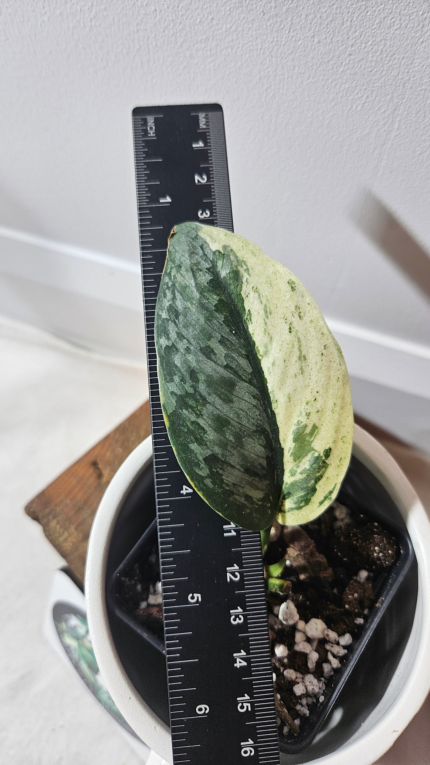 Scindapsus Salamount (SCI-846)