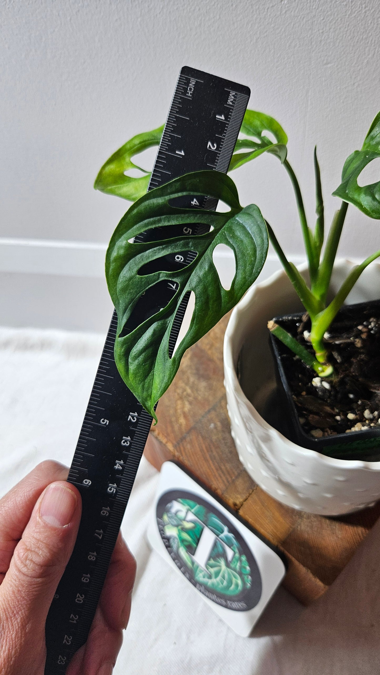 Monstera Obliqua Aff Cenepa (MON-429)