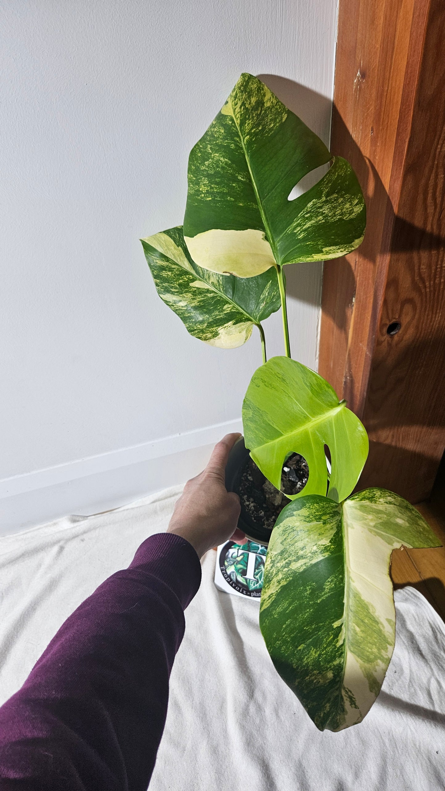 Monstera Aurea (MON-389)