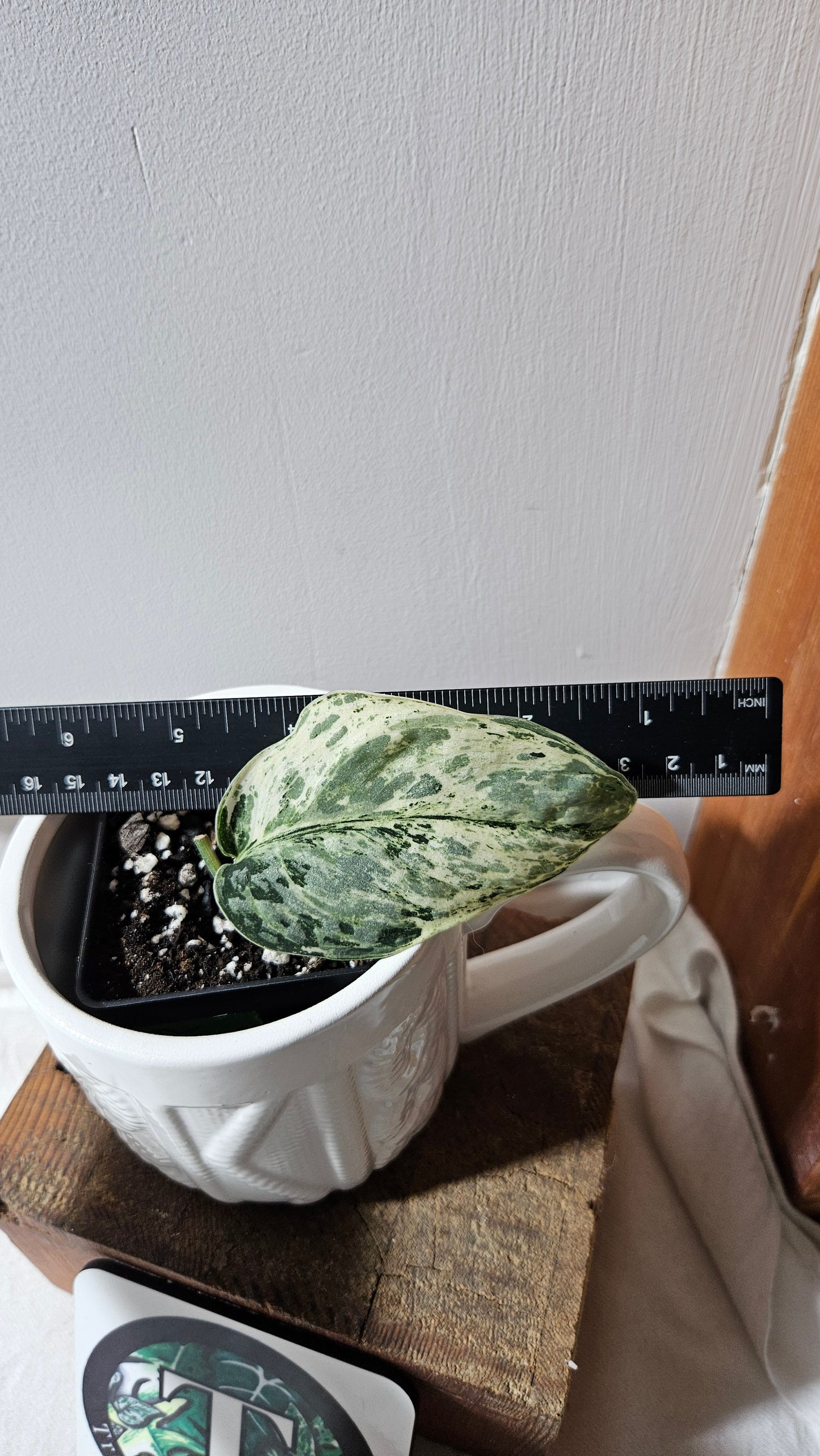 Scindapsus Peasun (SCI-1064)