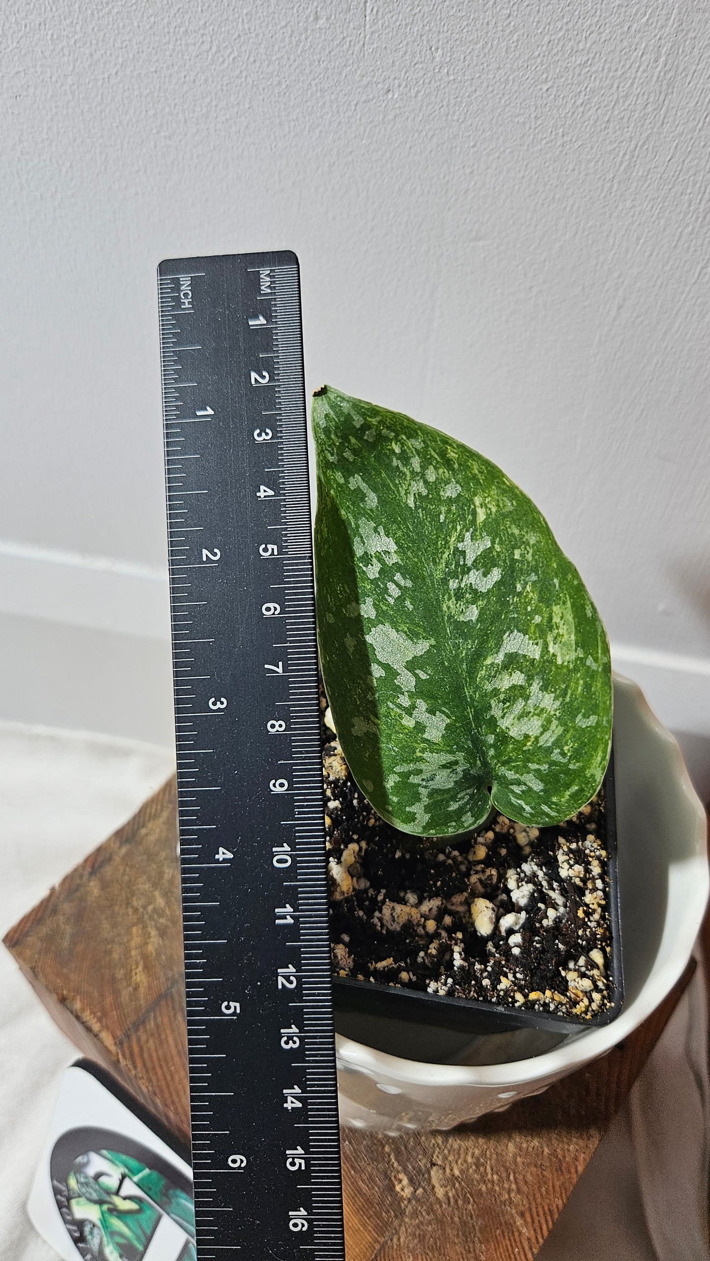 Scindapsus Argyraeus Albo (SCI-788)