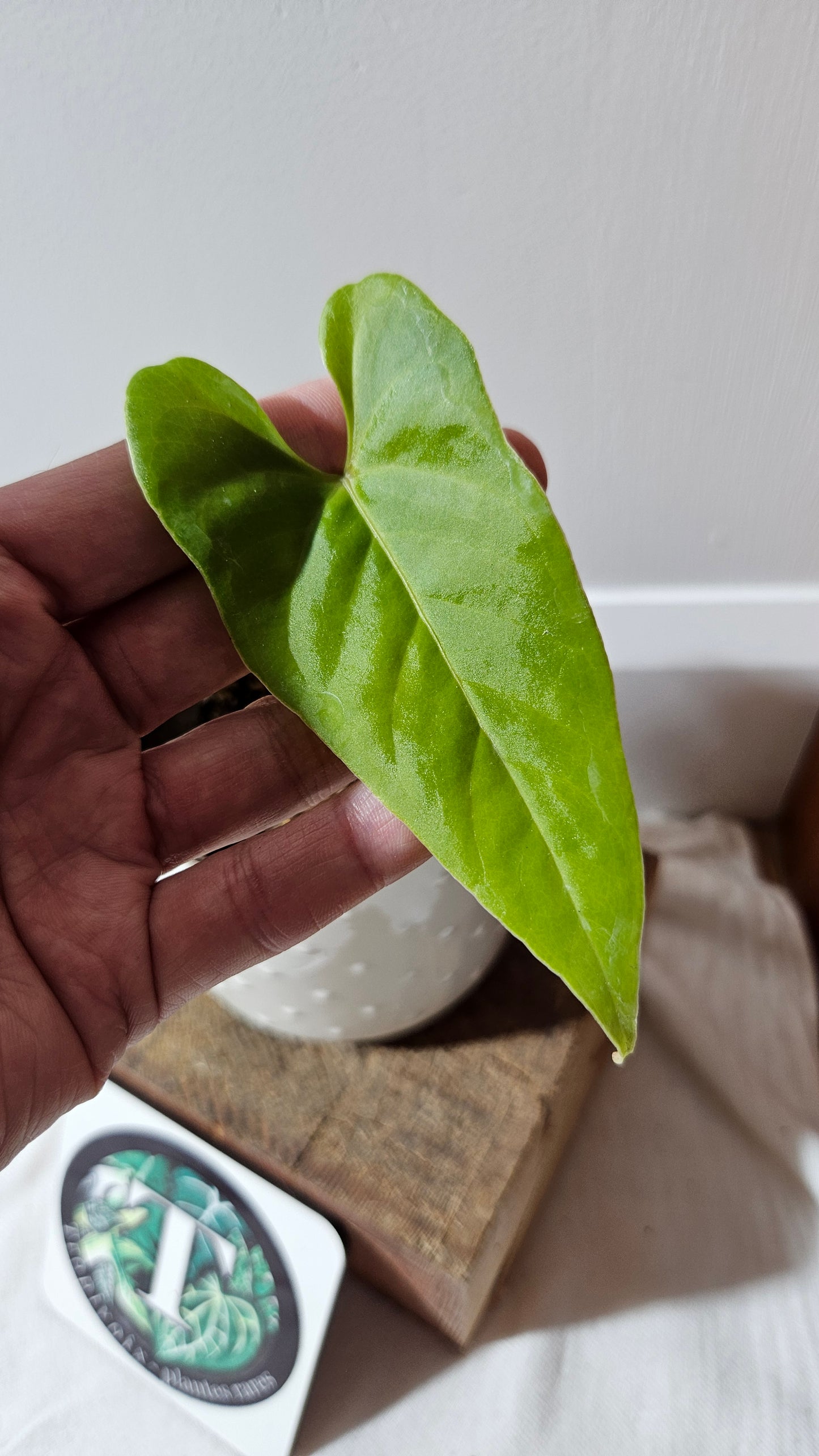 Anthurium Balaoanum "format PETIT" (ANT-533)