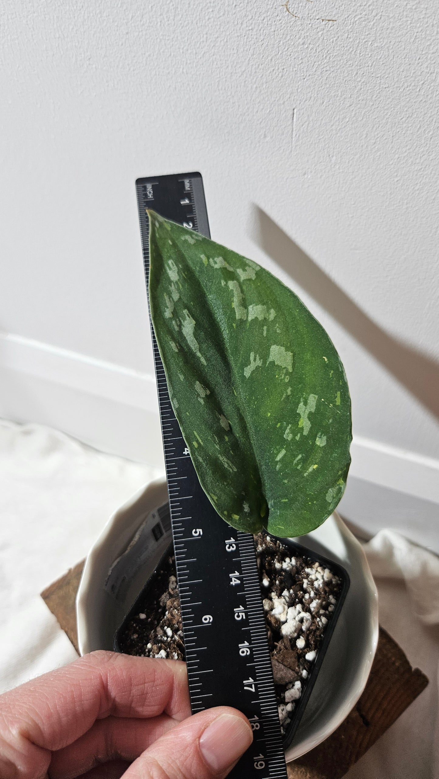 Scindapsus Baticon (SCI-839)