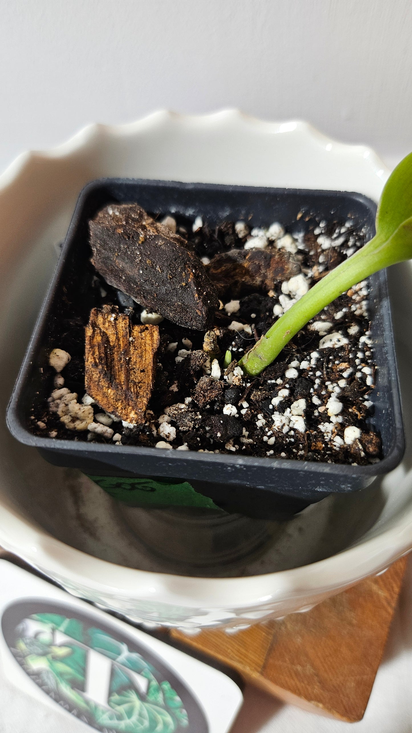 Scindapsus Treubii Moonlight "Green on green" (SCI-1050)