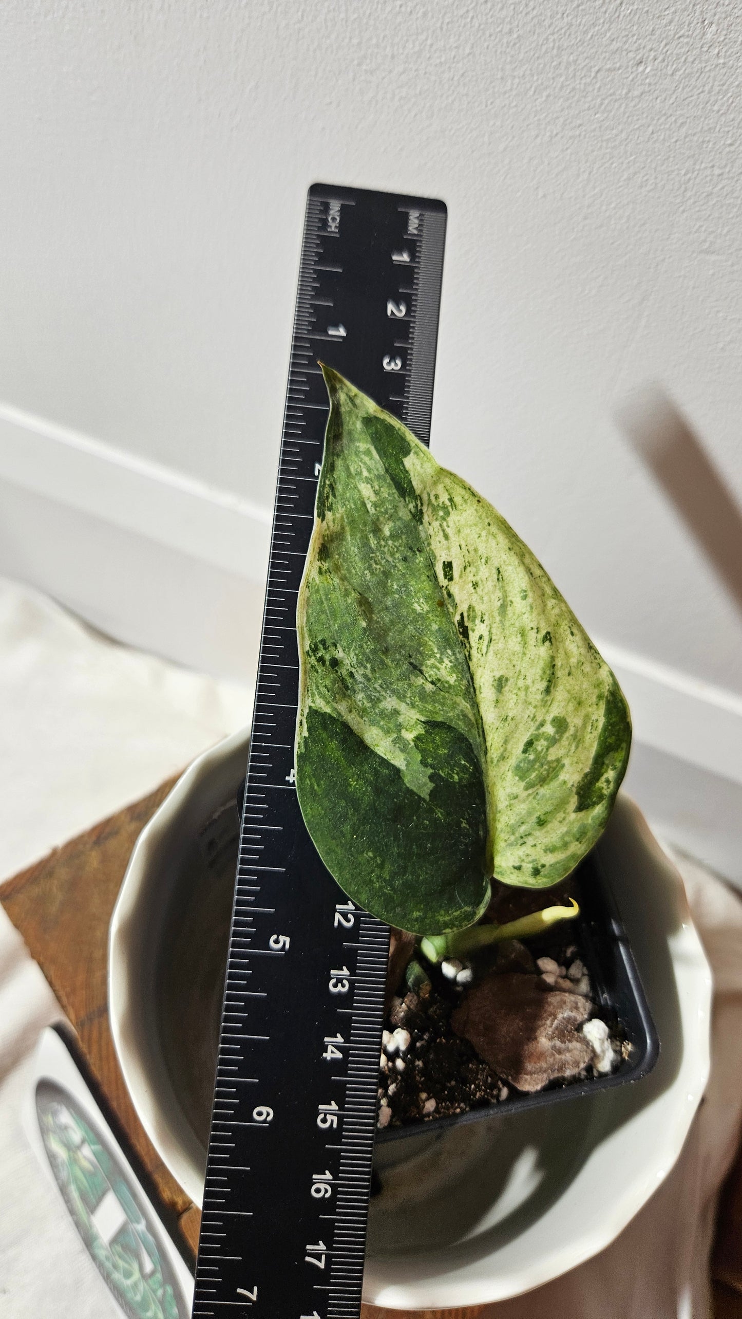 Scindapsus Léopard Variegata (SCI-836)