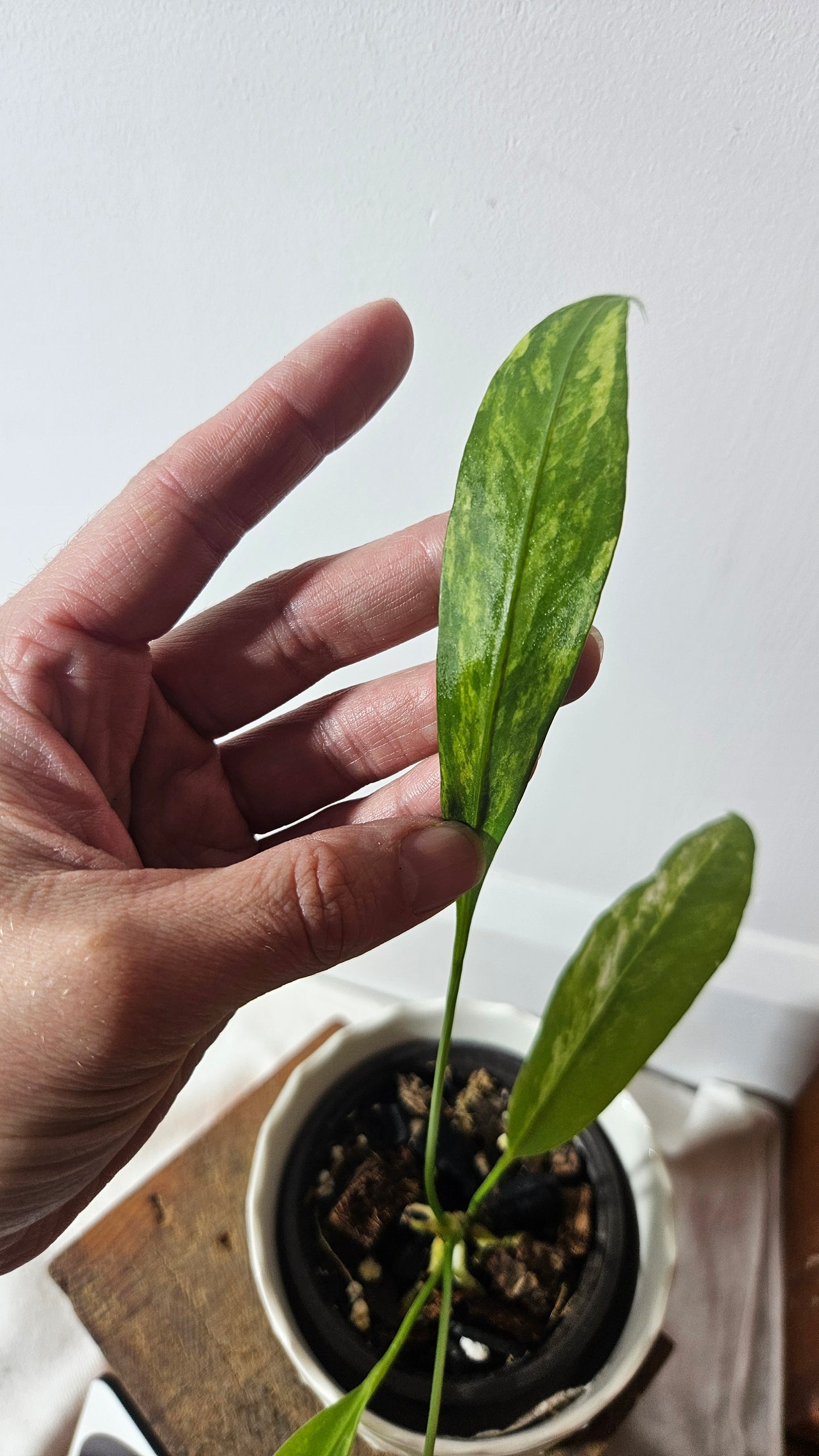Anthurium Vittarifolium Variegata "format MOYEN"(ANT-308)