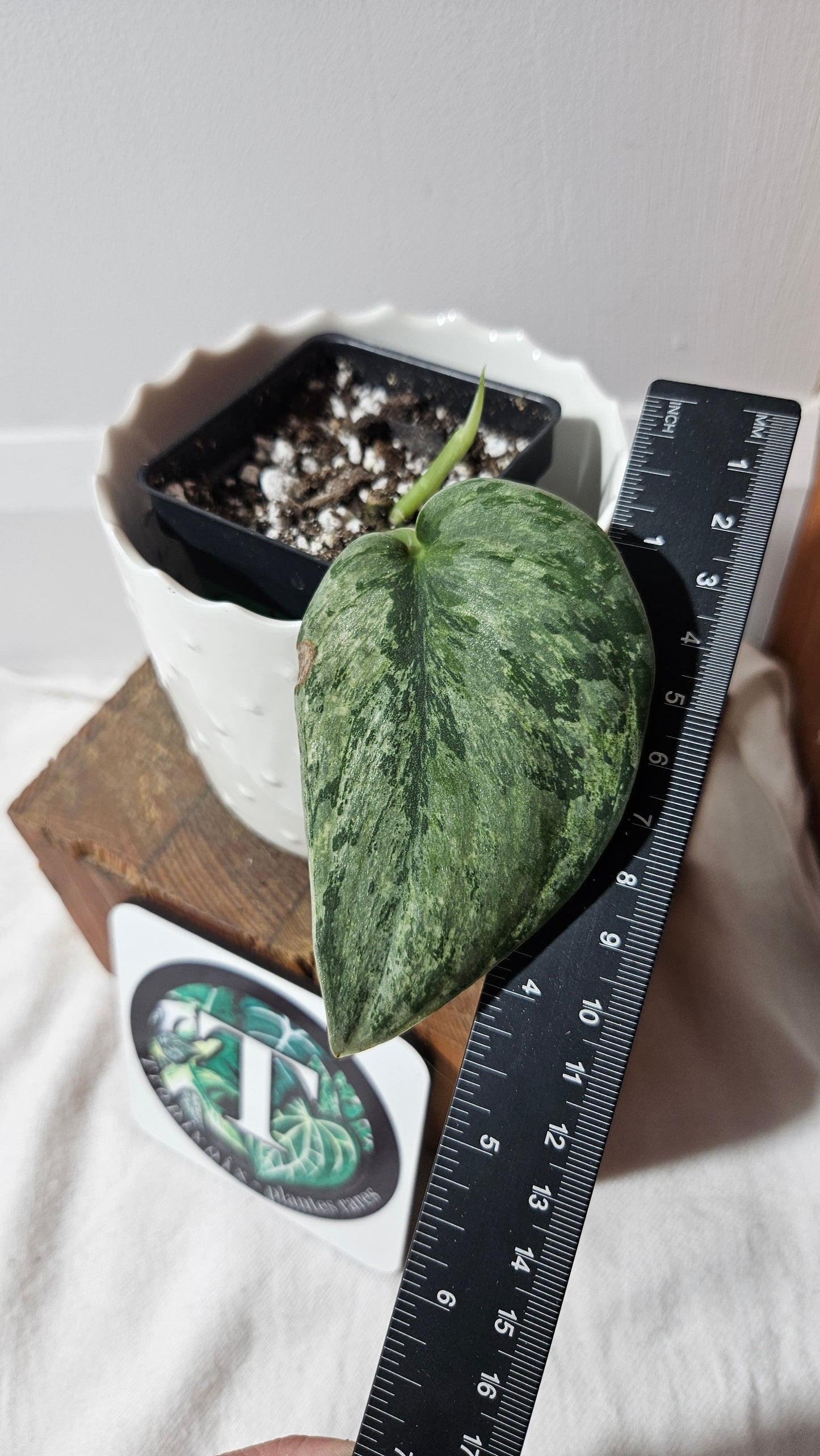 Scindapsus Hologram (SCI-823)