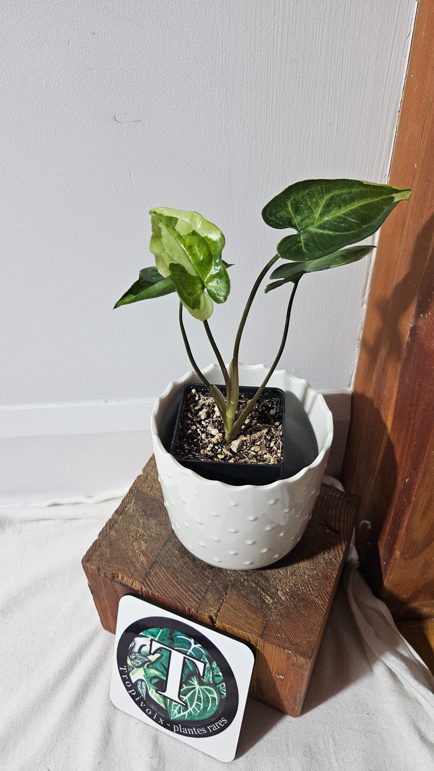 Syngonium Three kings (SYN-445)