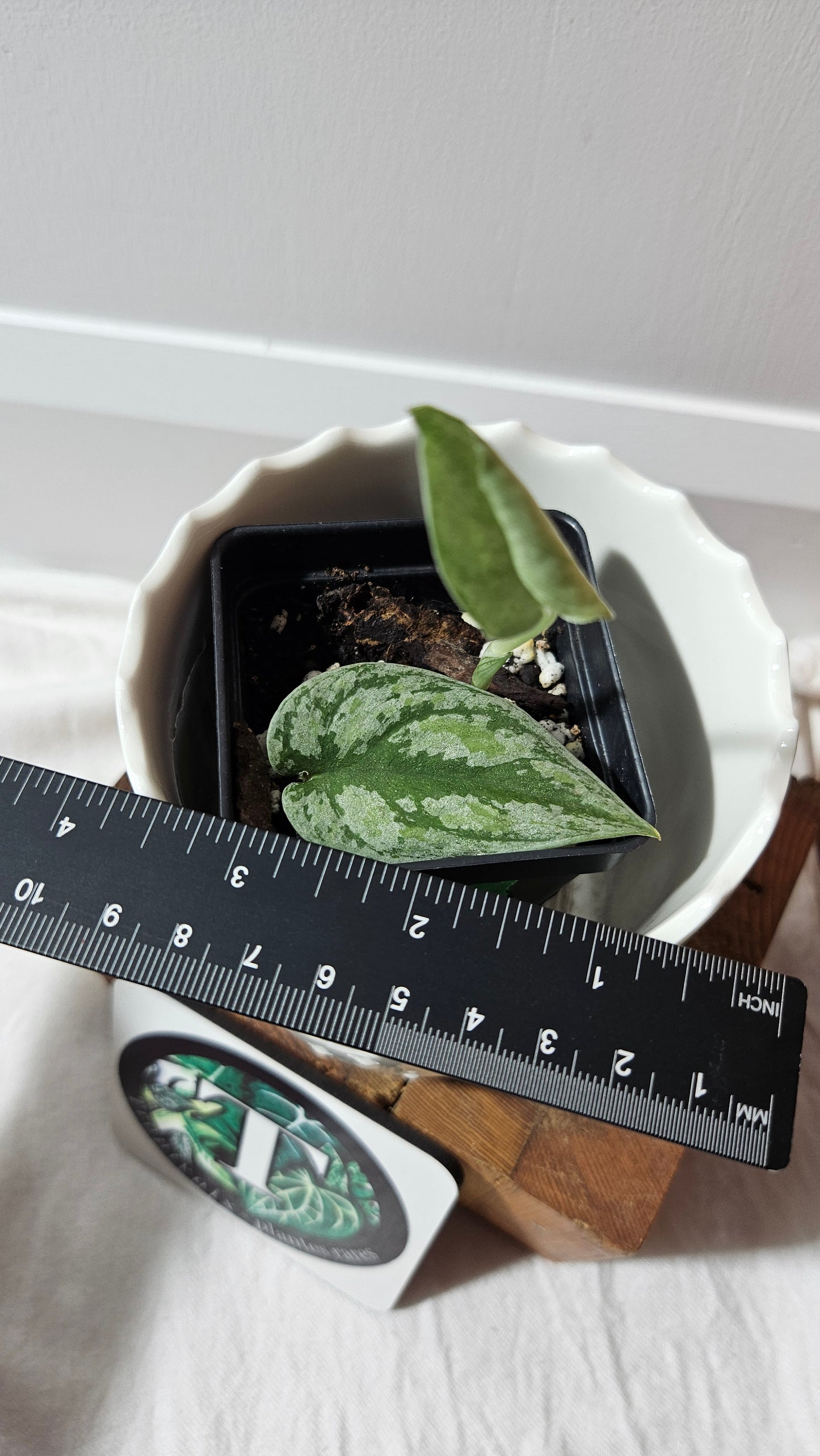 Scindapsus Tricolore silver Platinum (SCI-1320)