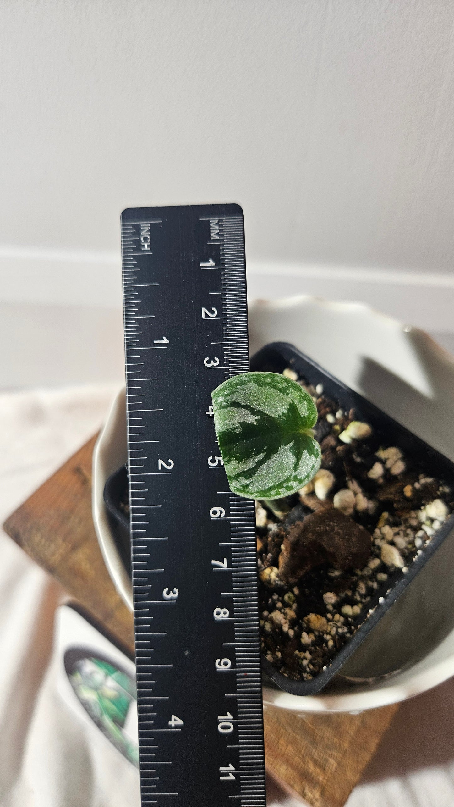 Scindapsus Tricolore silver Platinum (SCI-930)