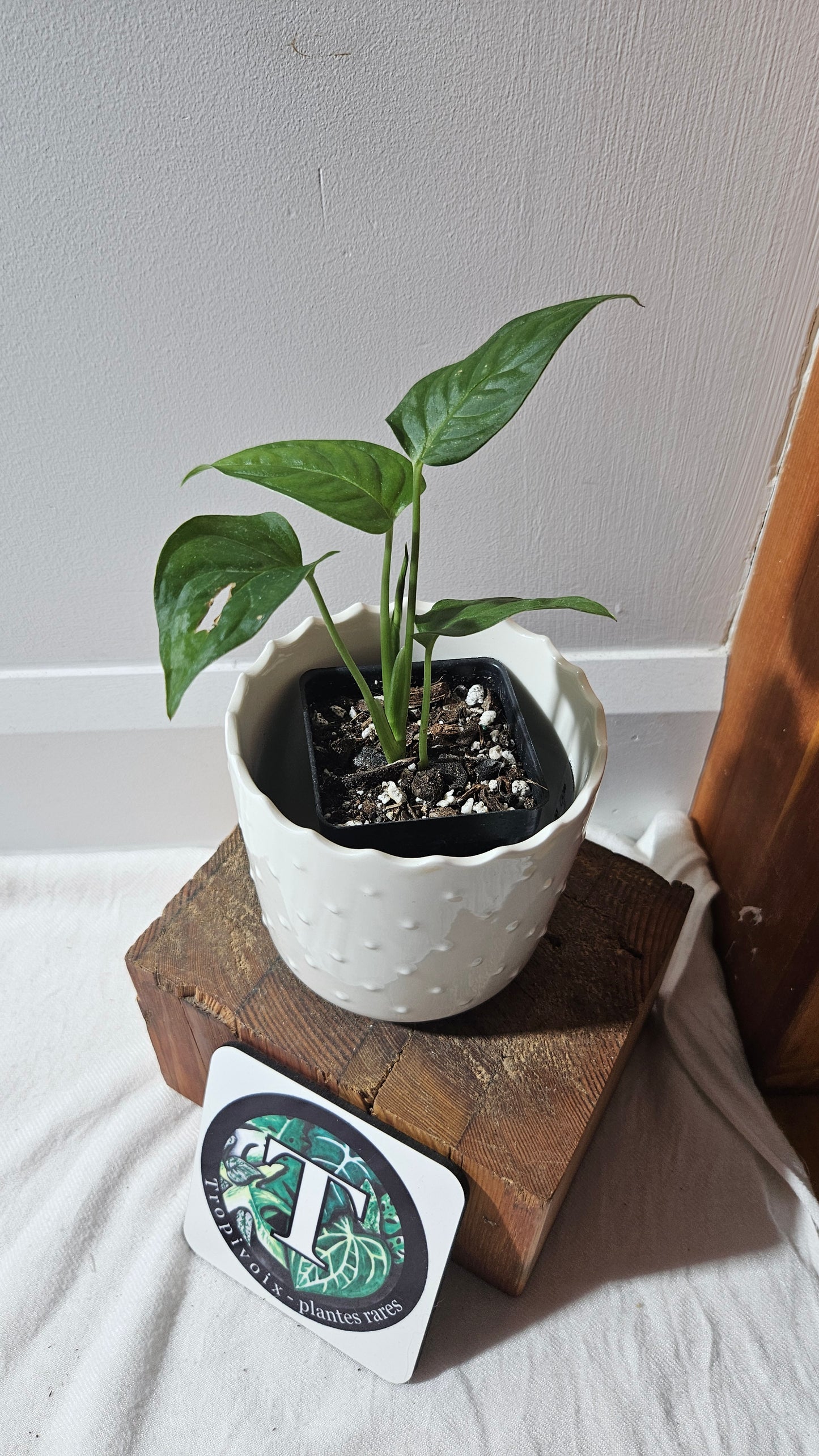 Monstera Obliqua Aff Esmeraldense Golden (MON-440)