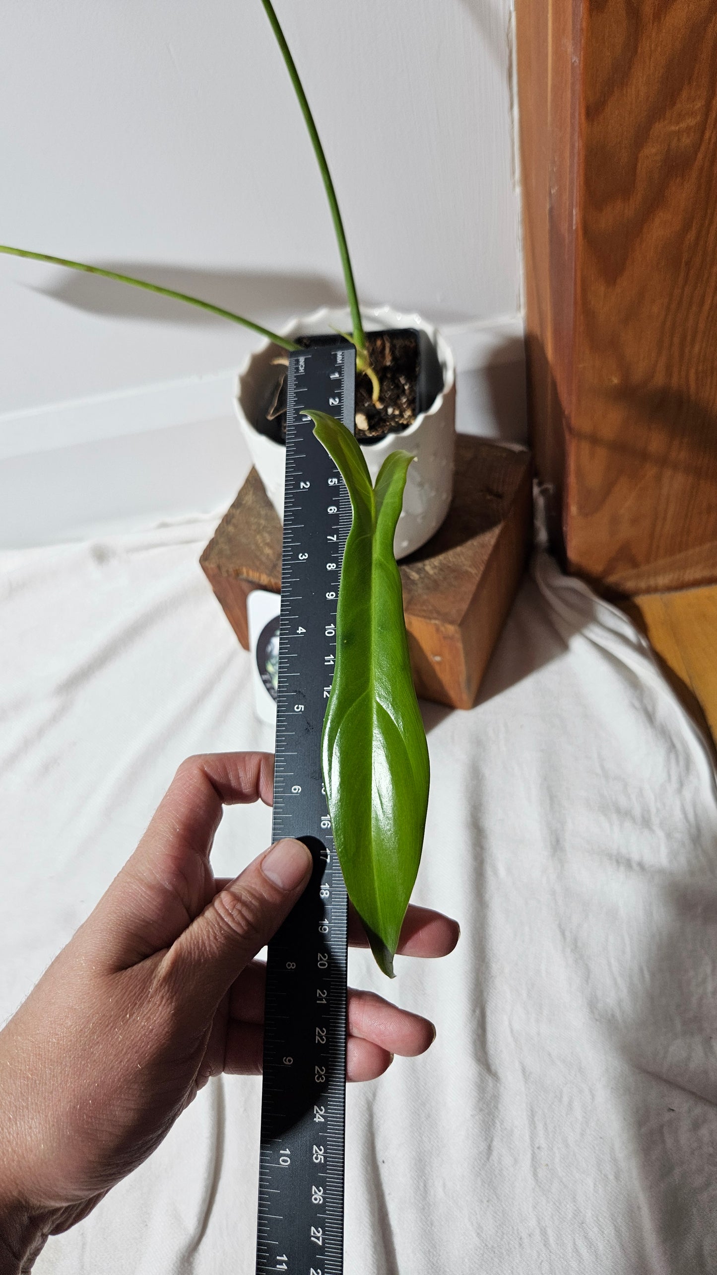 Philodendron Longilobatum (PHI-341)