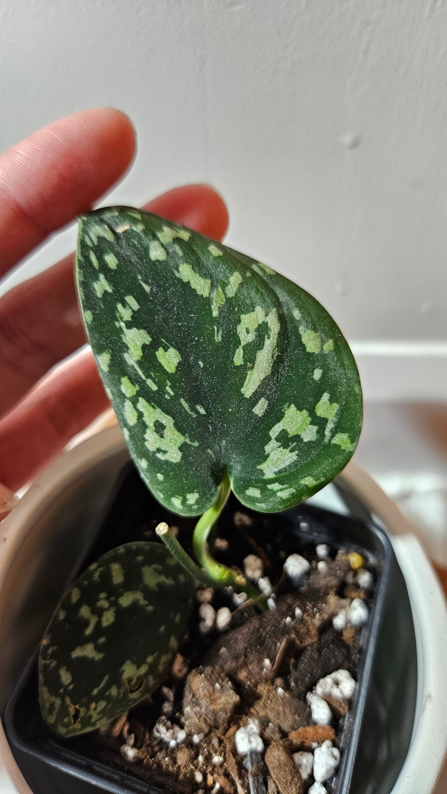 Scindapsus Tricolor Dark Form (SCI-1133)