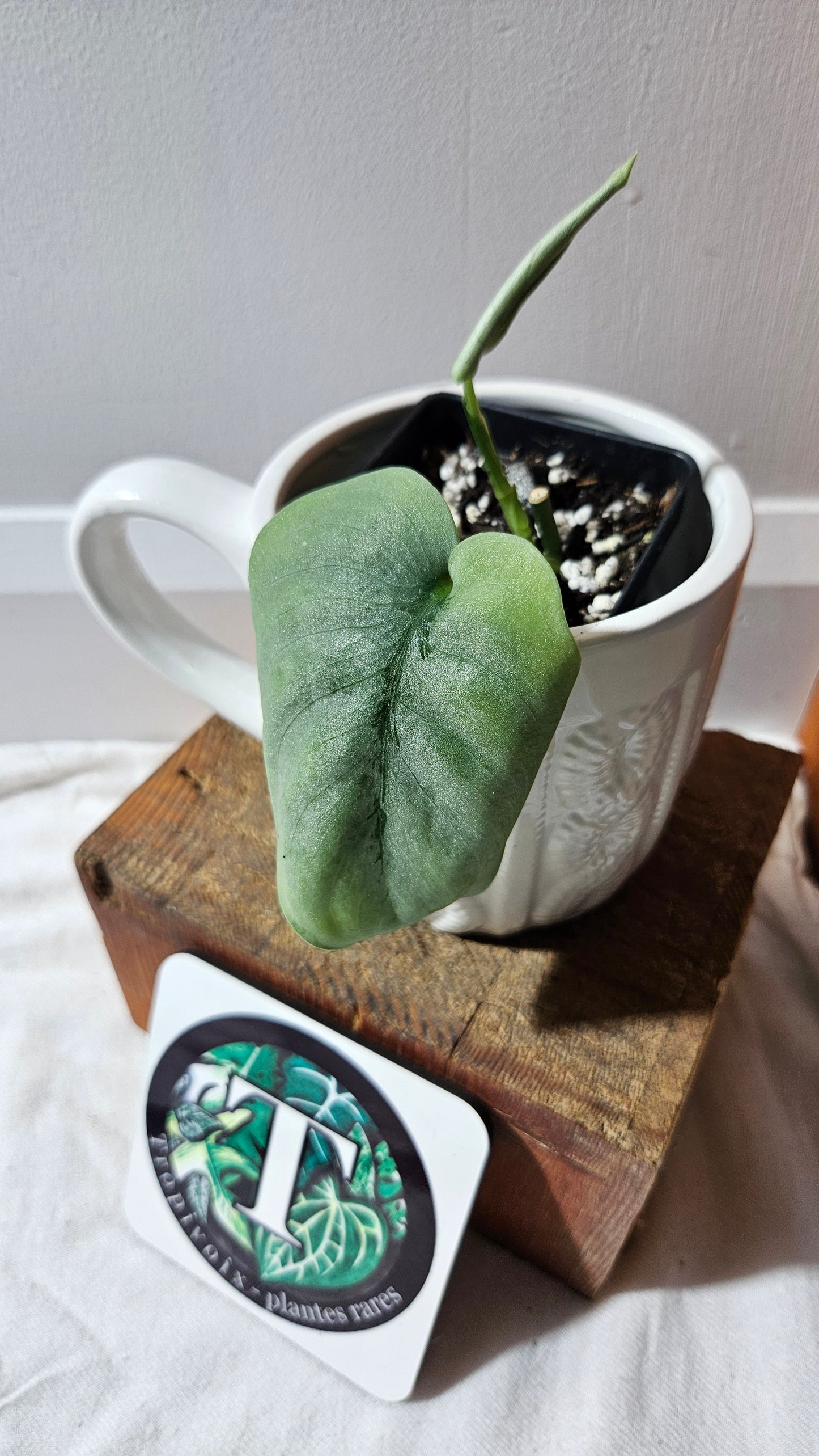 Scindapsus Platinum (SCI-1144)