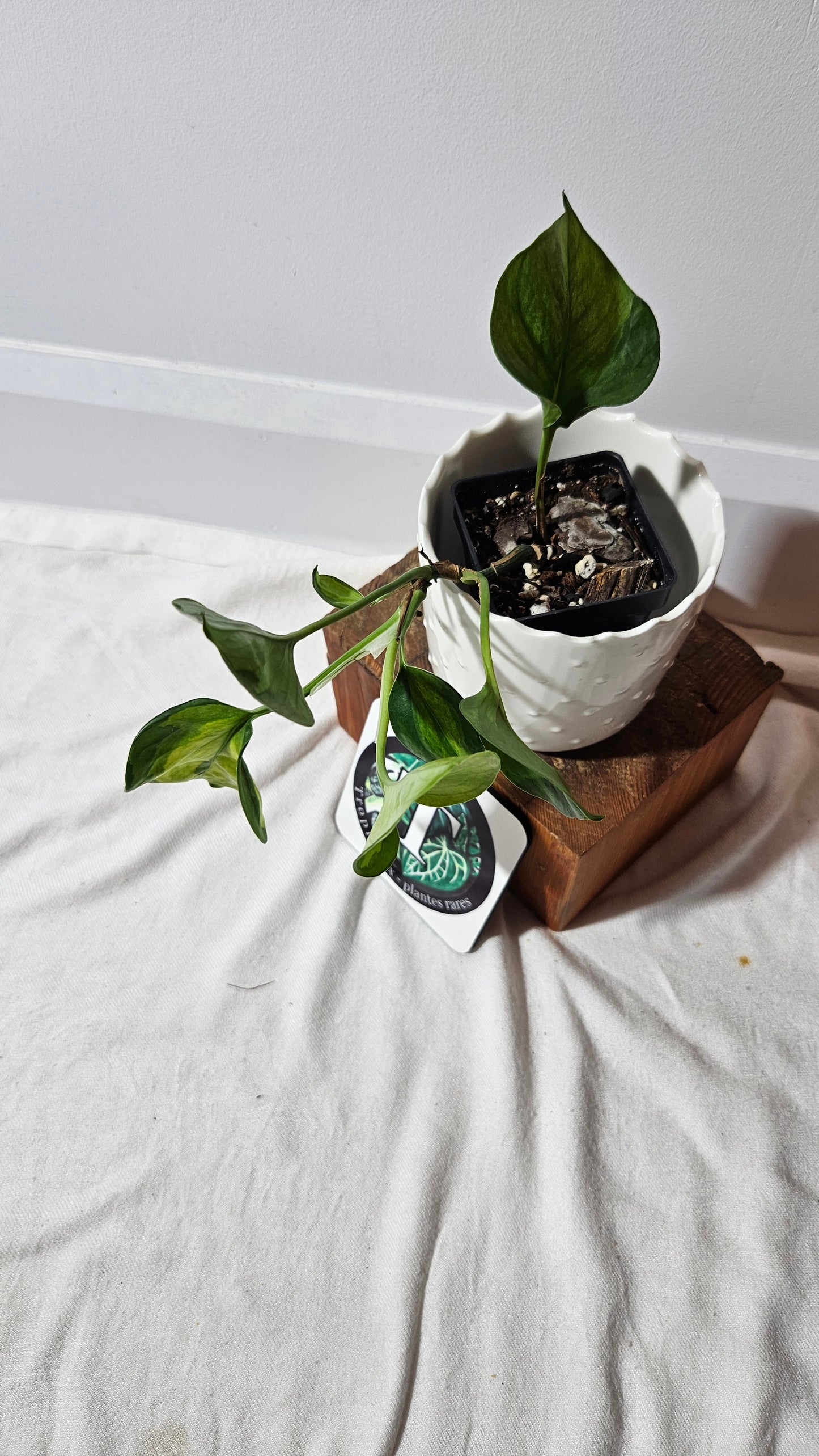 Epipremnum Aureum Manjula yellow/Olivia/Mint (EPI-146)