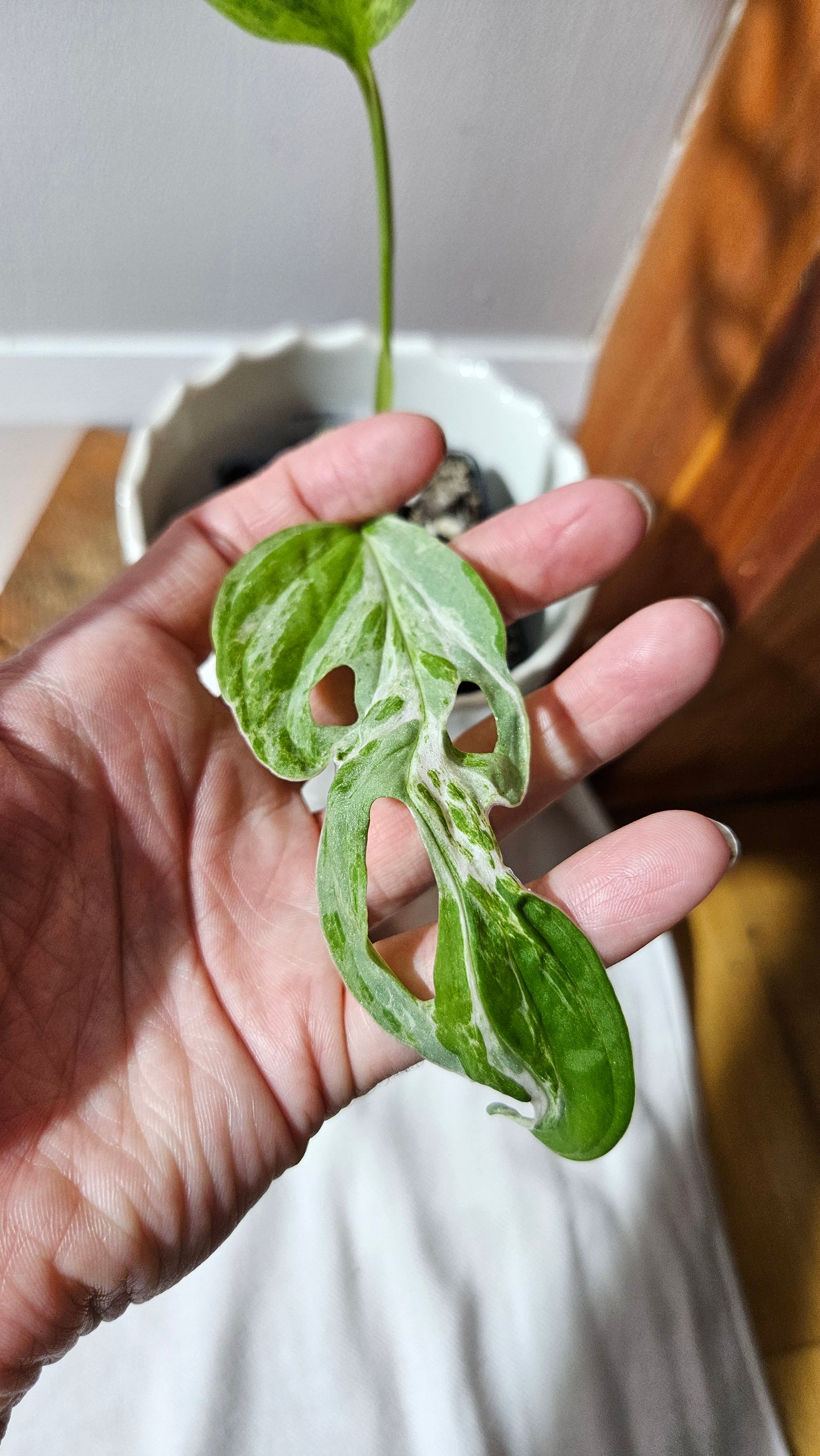 Monstera Andasonii Mint/Indo (MON-461)