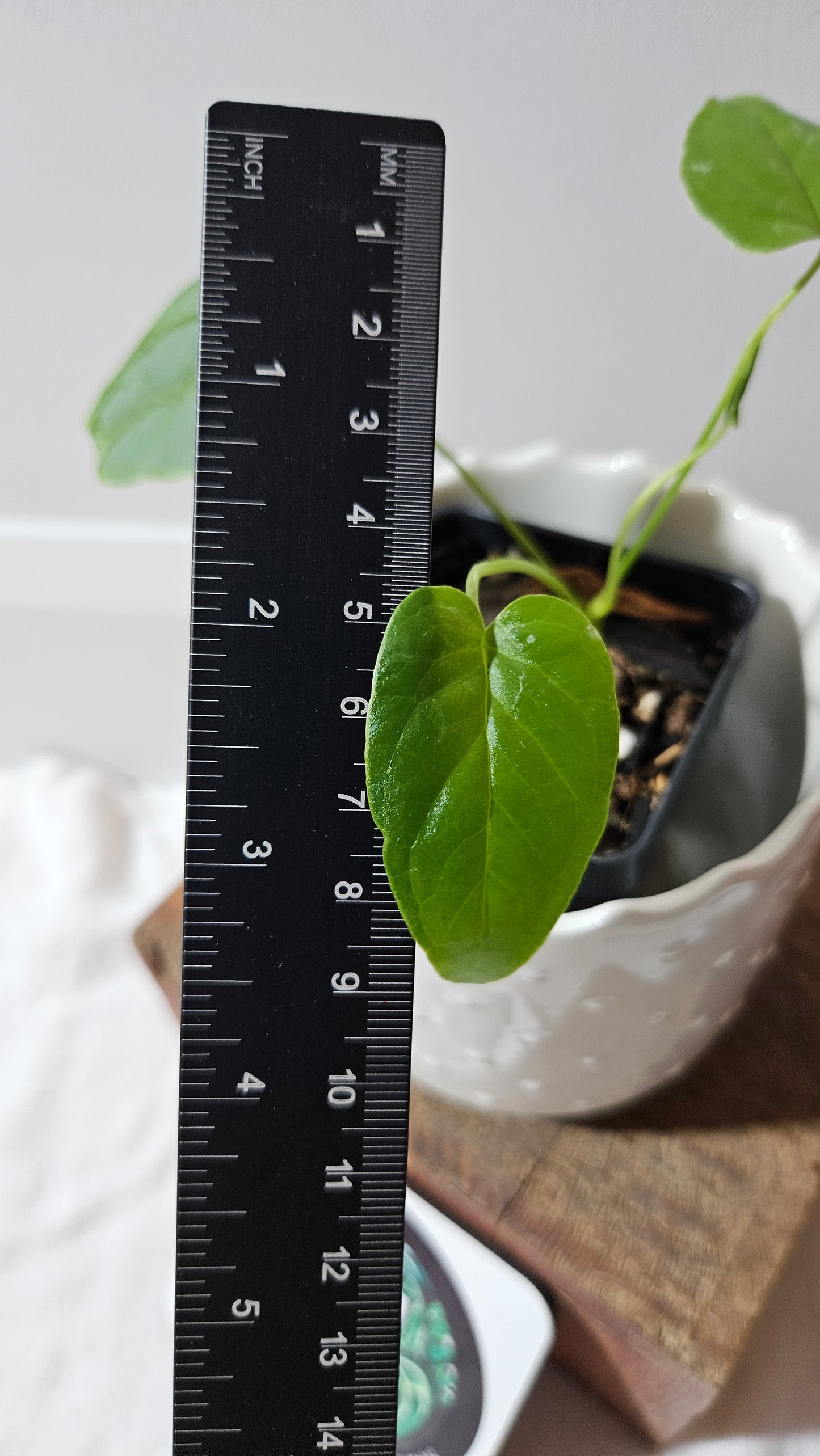 Anthurium Balaoanum "format PETIT" (ANT-532)