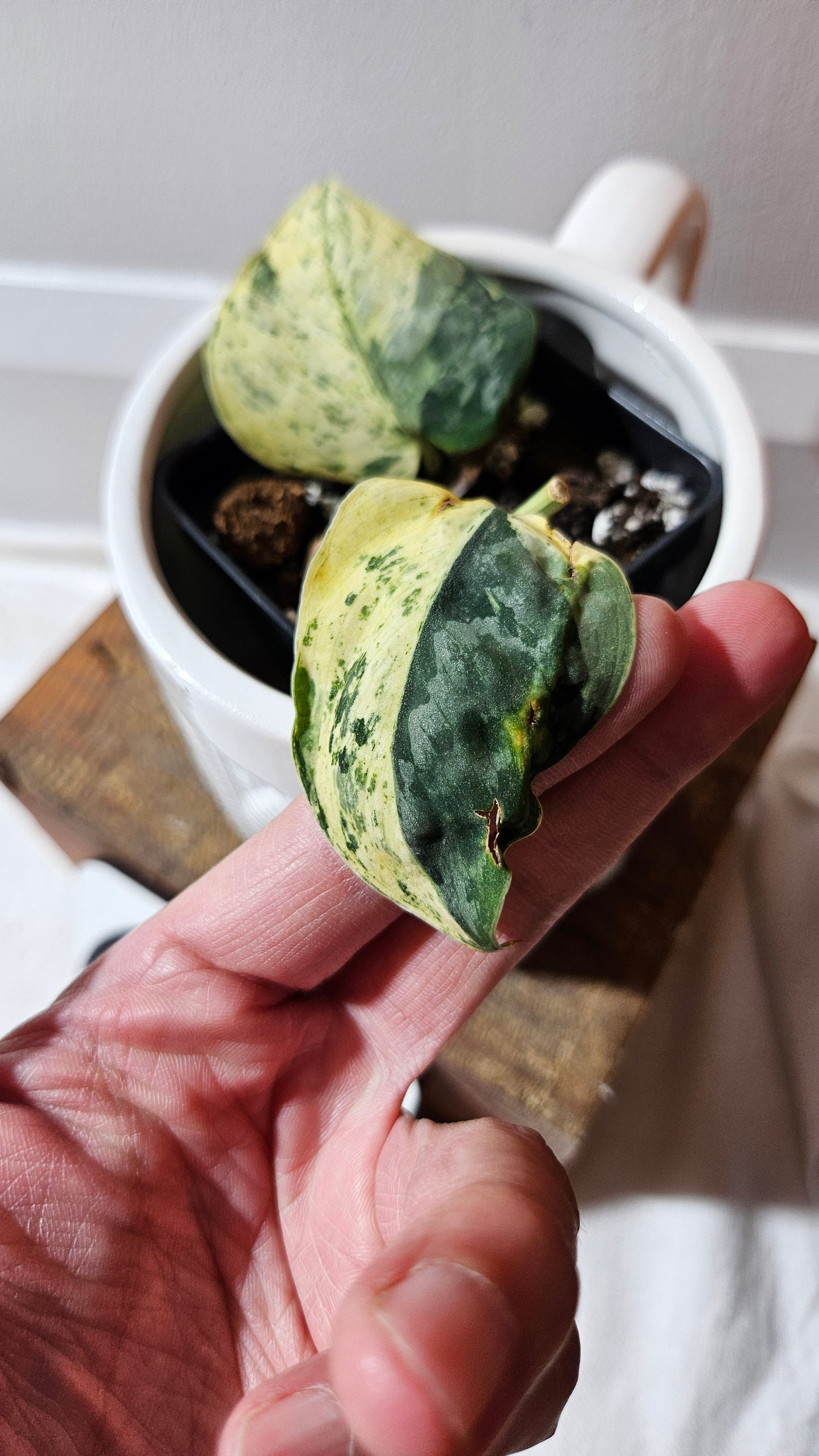 Scindapsus Silver Cloud mutation (SCI-1088)