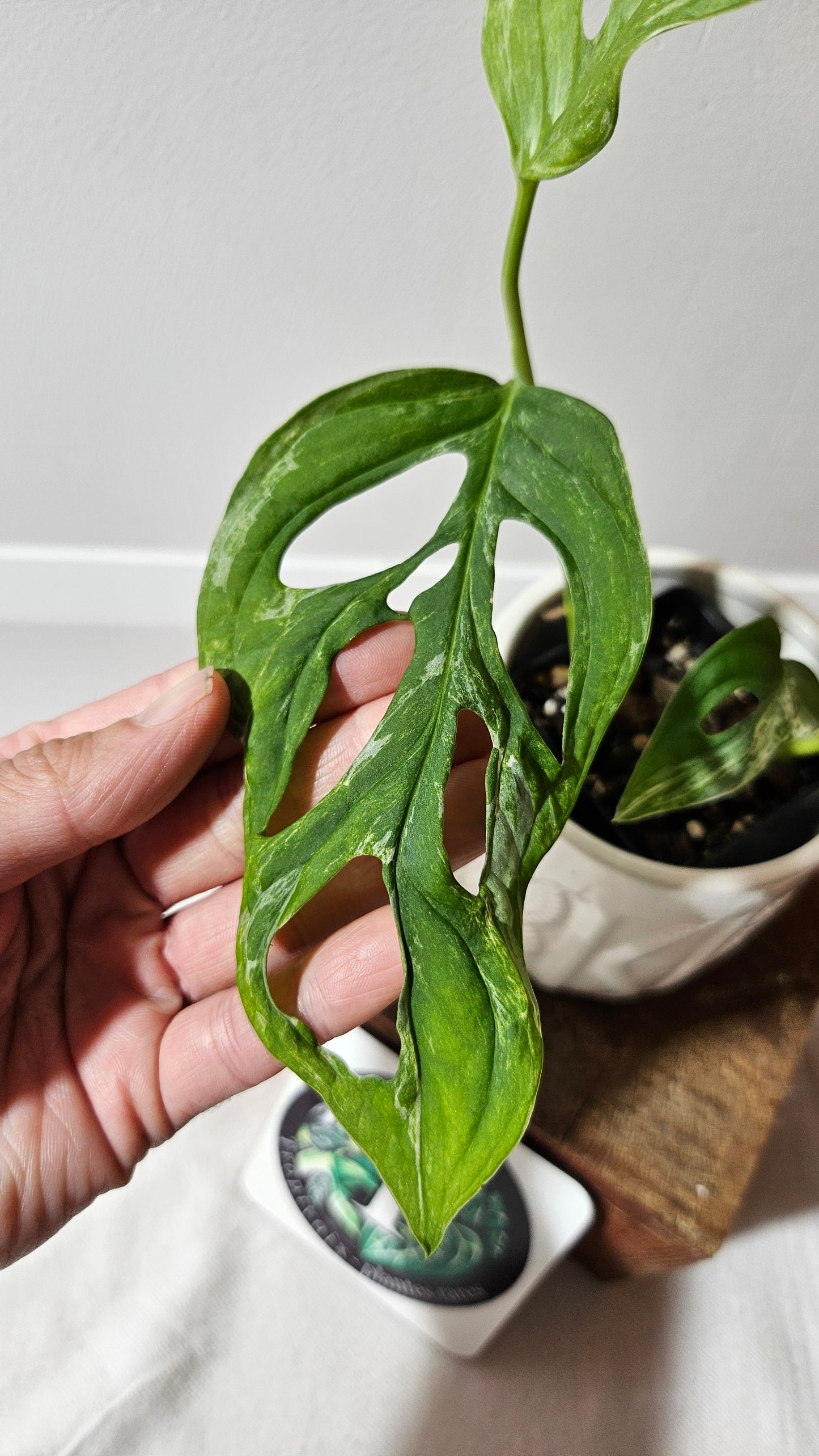 Monstera Andasonii Mint/Indo (MON-476)