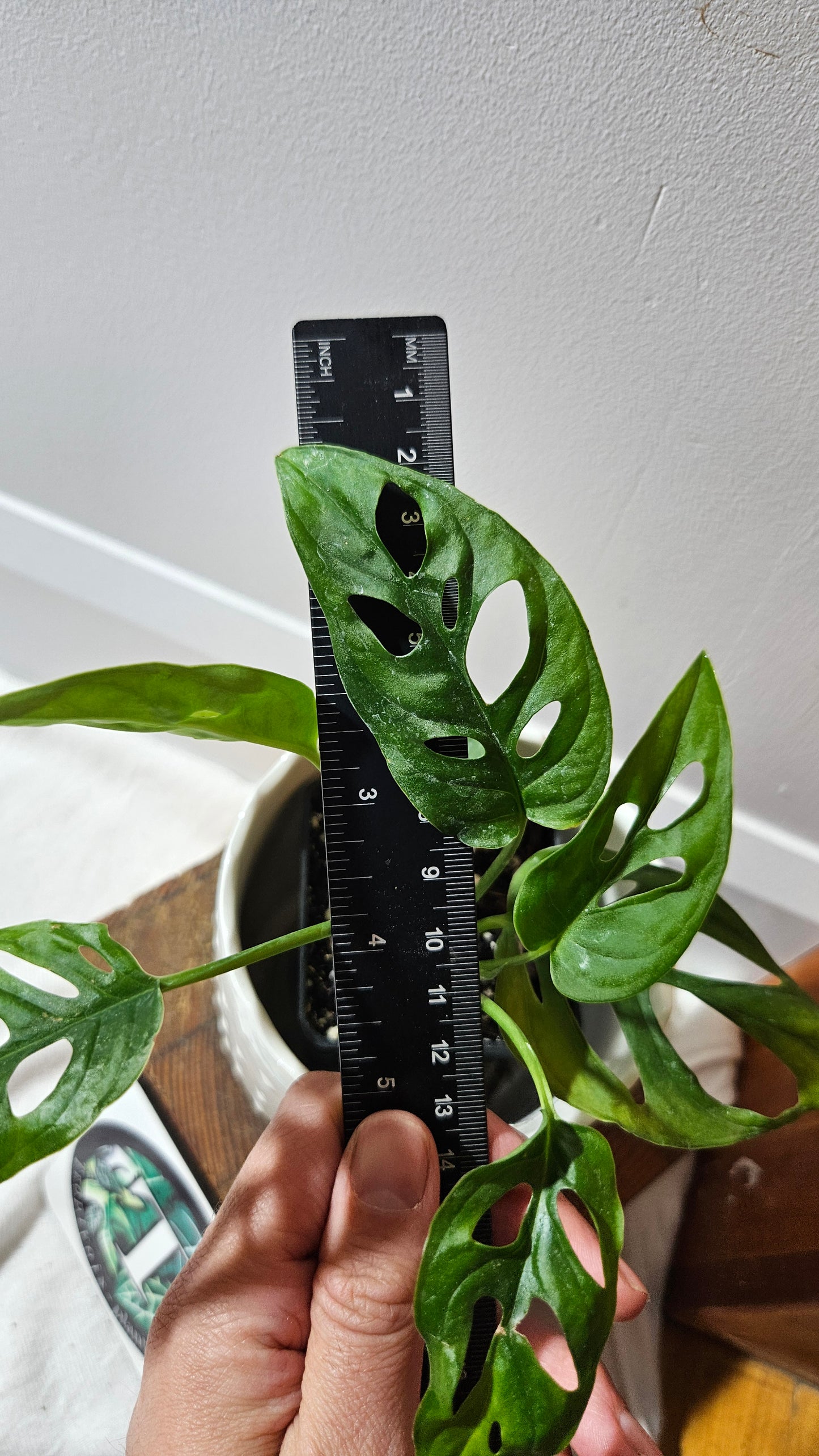 Monstera Obliqua Aff Tena (MON-447)