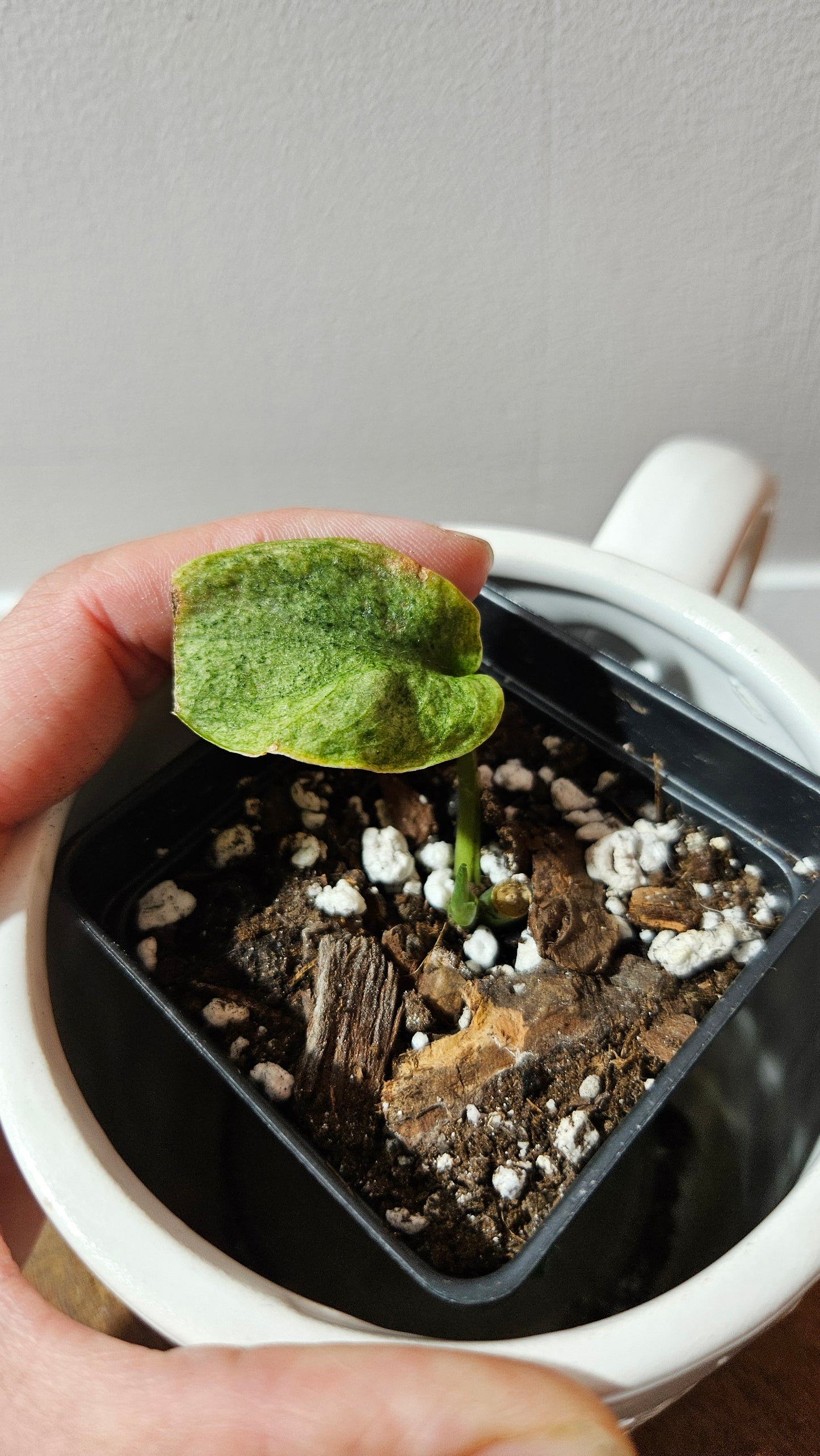 Scindapsus Mojito (SCI-1252)