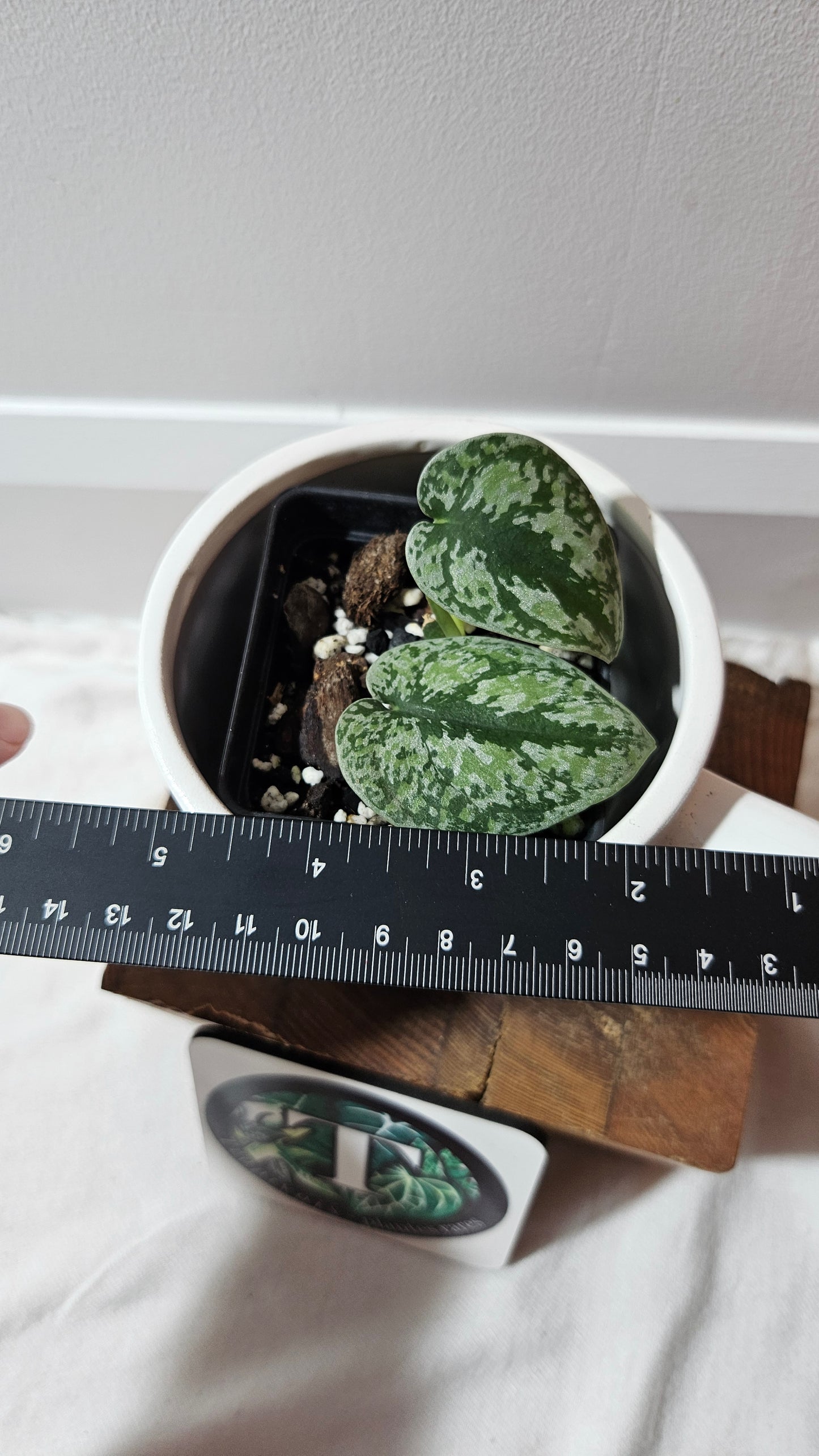 Scindapsus Tricolore silver Platinum (SCI-1233)