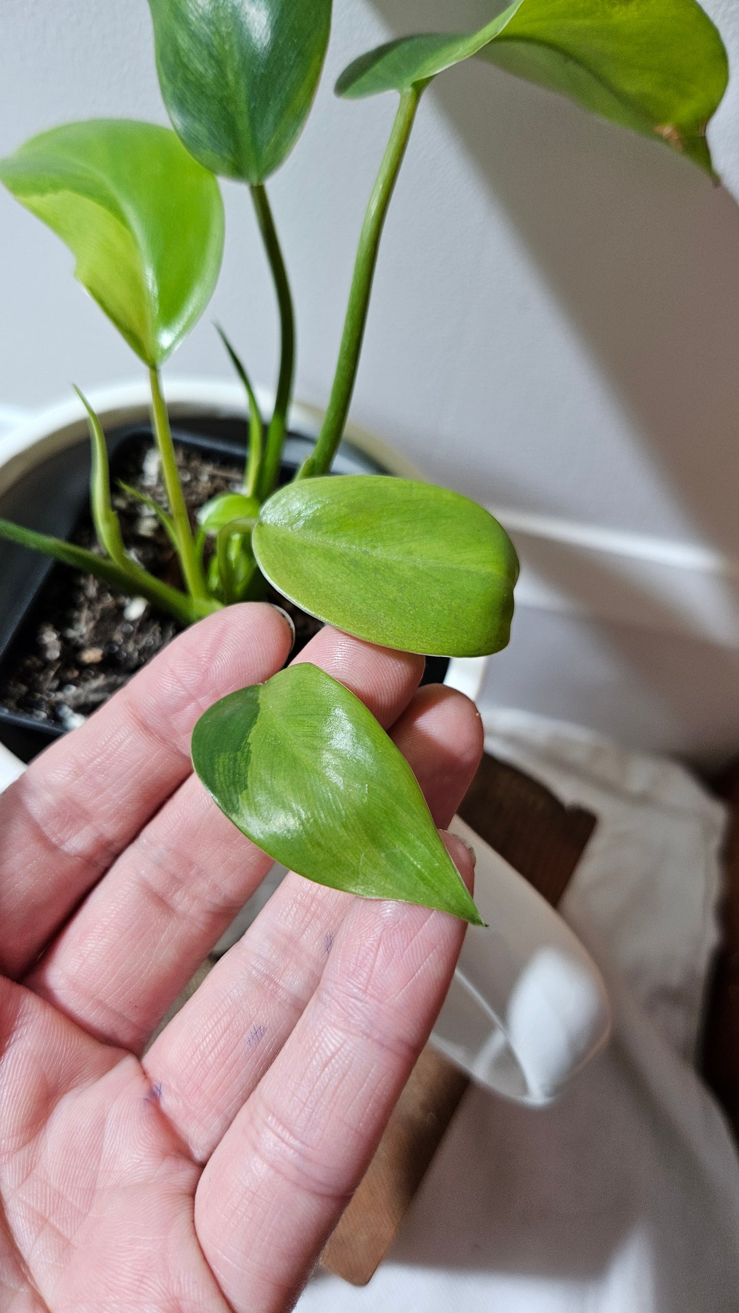 Philodendron Avocado Shake (PHI-917)
