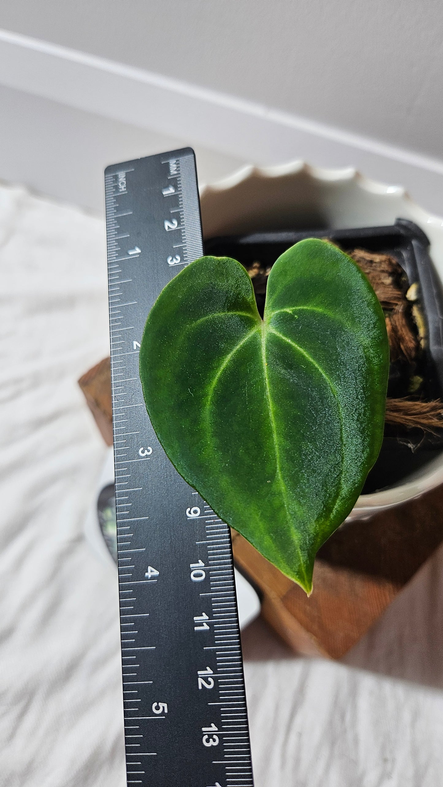 Anthurium Besseae Aff "Format PETIT" (ANT-242)