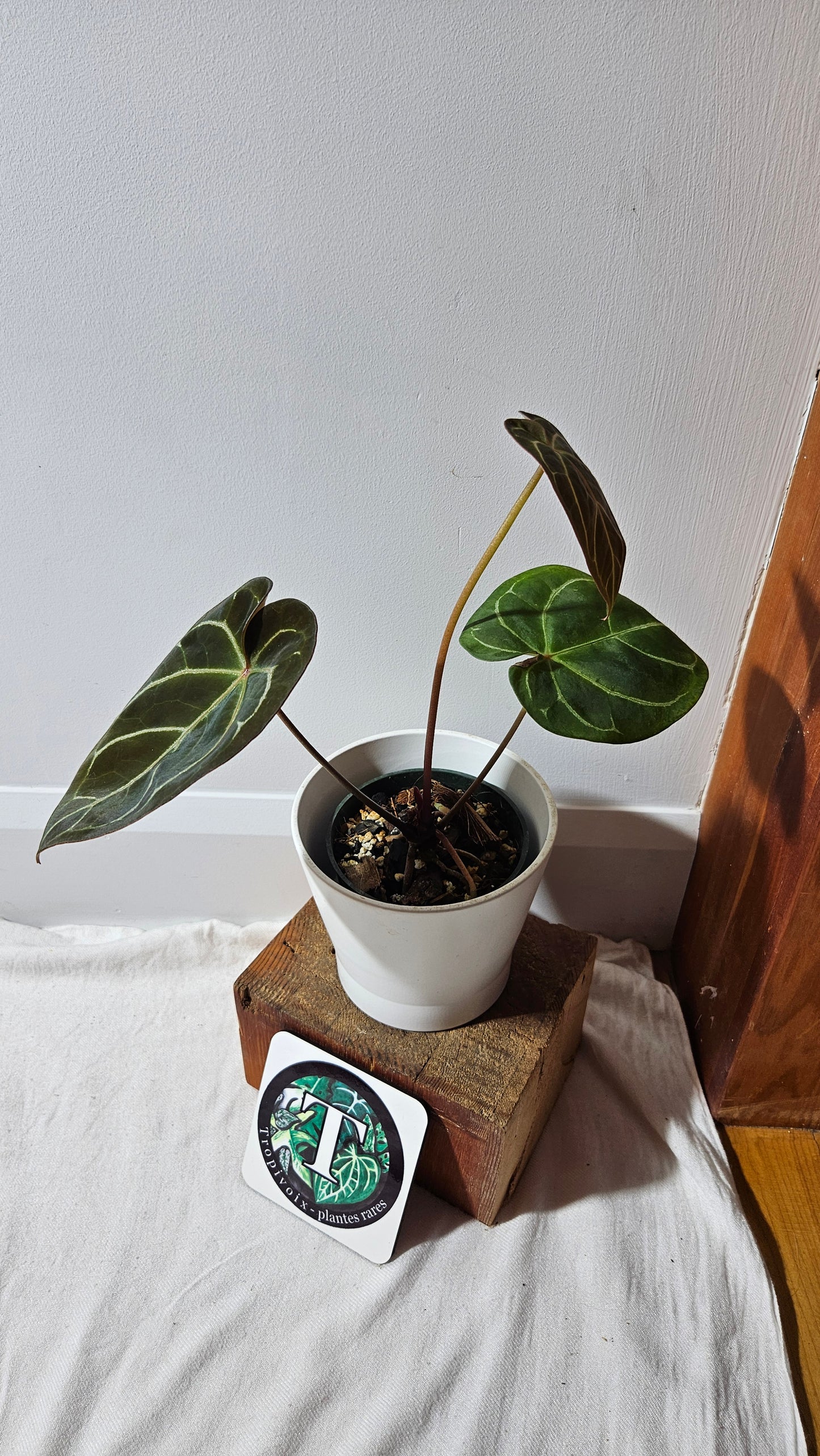 Anthurium Carlablackiae (Indo) X Hoffmanii "format MOYEN/LARGE" (ANT-382)
